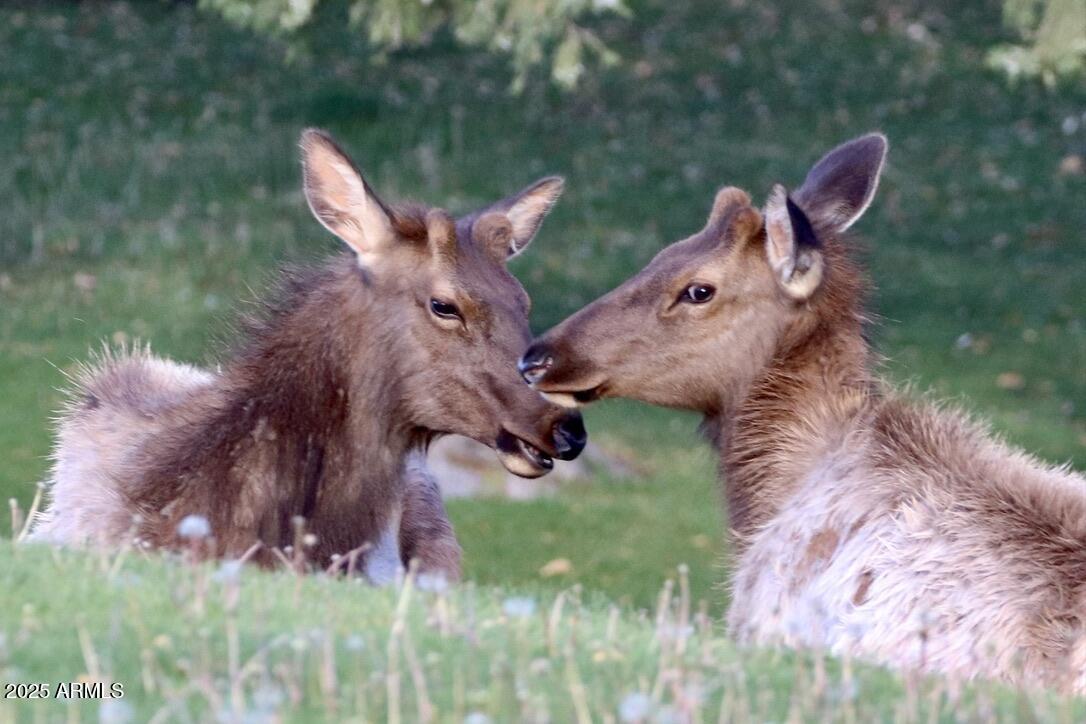 912 West Madera Lane Payson, AZ 85541 - Photo 39 of 62 39
