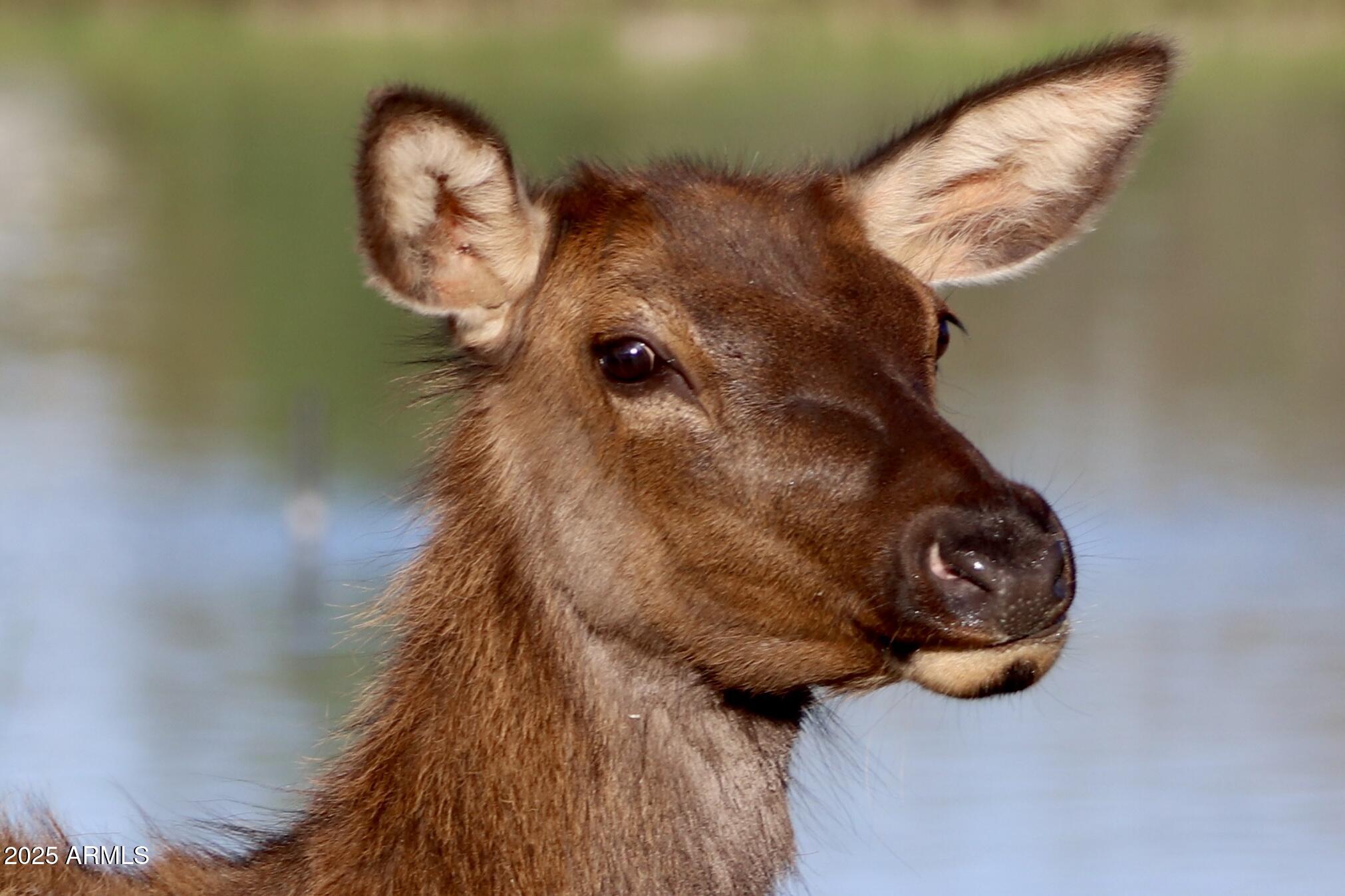 912 West Madera Lane Payson, AZ 85541 - Photo 41 of 62 41