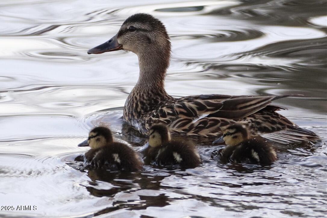 912 West Madera Lane Payson, AZ 85541 - Photo 44 of 62 44