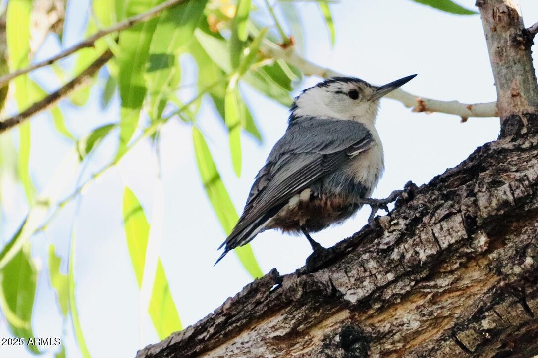 912 West Madera Lane Payson, AZ 85541 - Photo 49 of 62 49