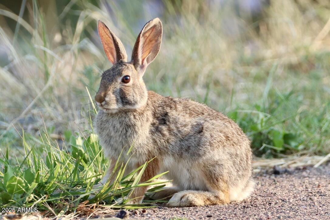912 West Madera Lane Payson, AZ 85541 - Photo 50 of 62 50