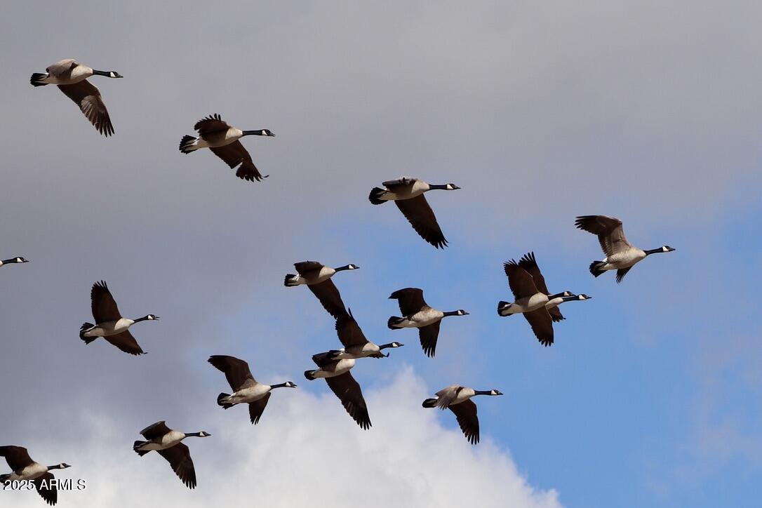 912 West Madera Lane Payson, AZ 85541 - Photo 51 of 62 51