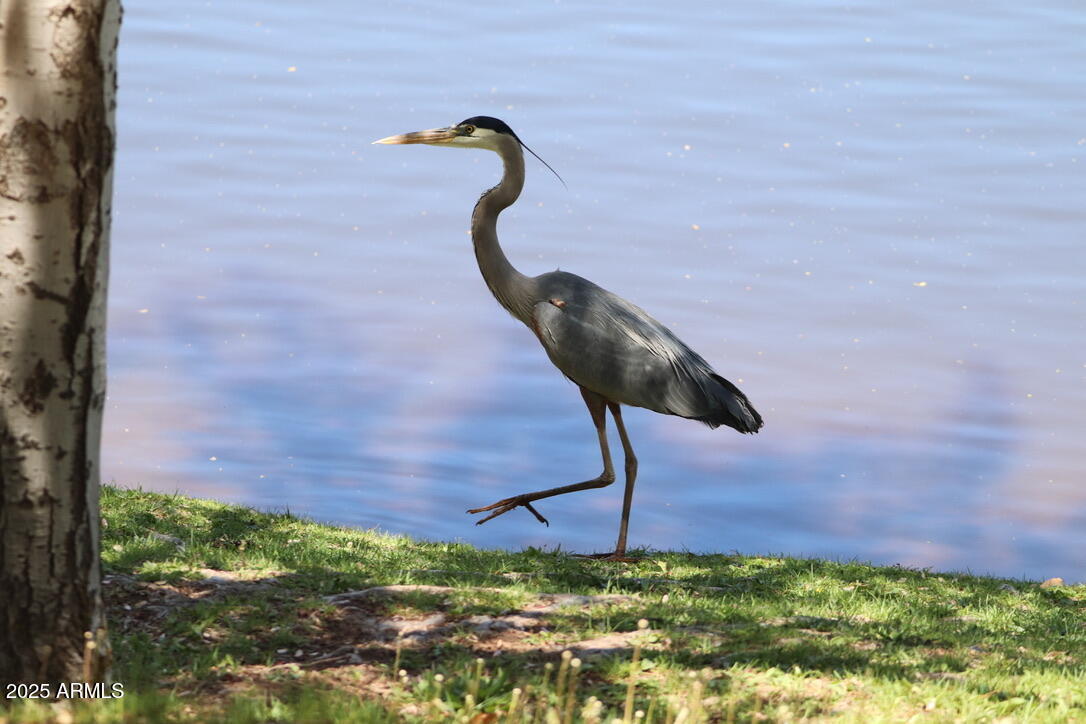912 West Madera Lane Payson, AZ 85541 - Photo 52 of 62 52