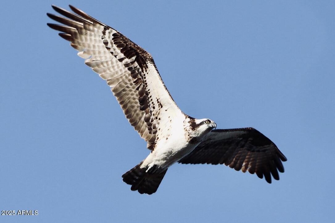 912 West Madera Lane Payson, AZ 85541 - Photo 53 of 62 53