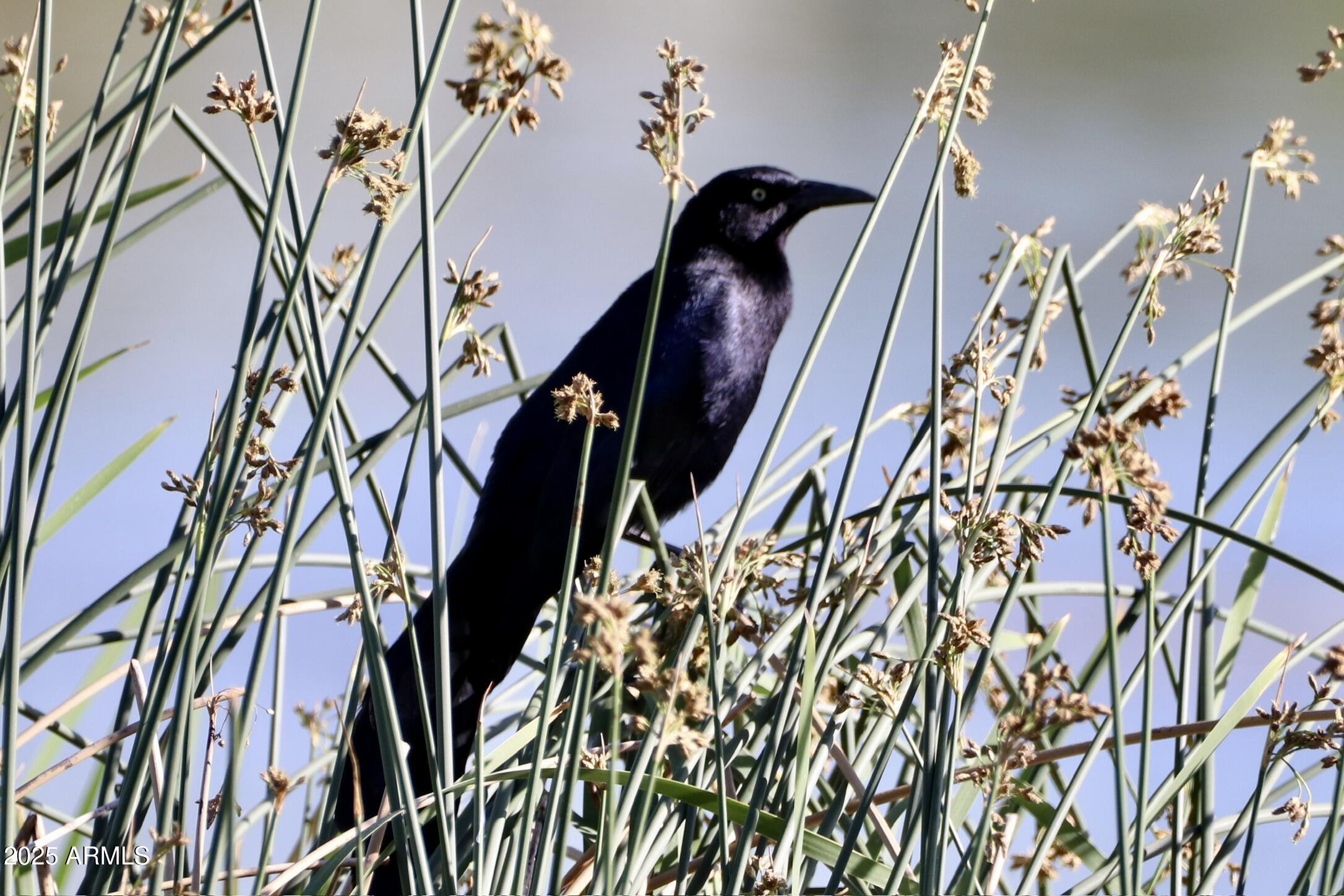 912 West Madera Lane Payson, AZ 85541 - Photo 57 of 62 57