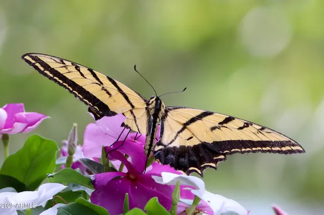 $400,000 | 912 West Madera Lane, Payson, AZ 85541