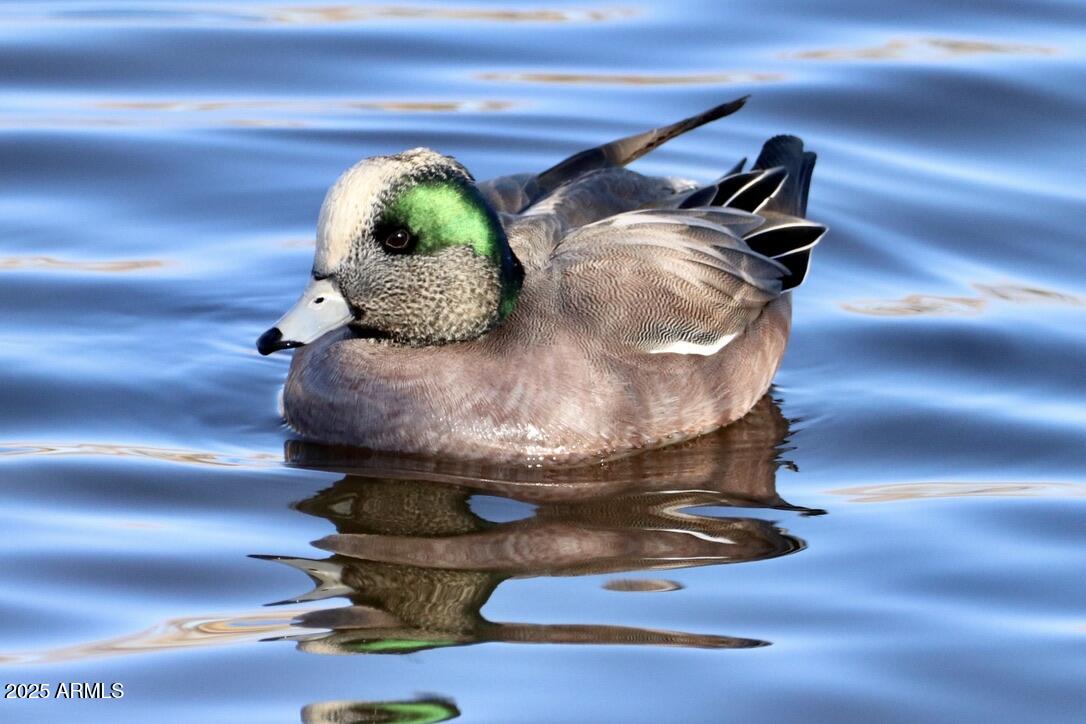 912 West Madera Lane Payson, AZ 85541 - Photo 60 of 62 60