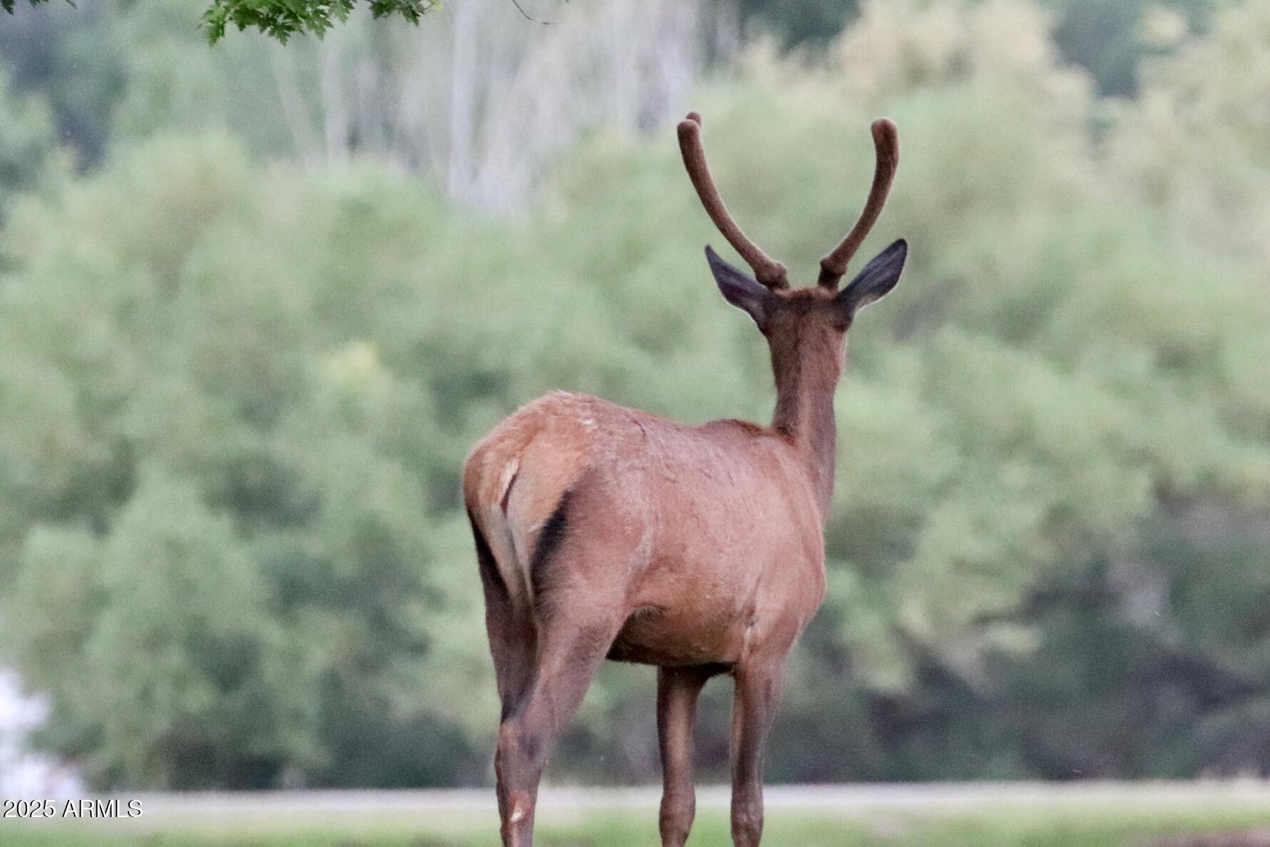 912 West Madera Lane Payson, AZ 85541 - Photo 62 of 62 62