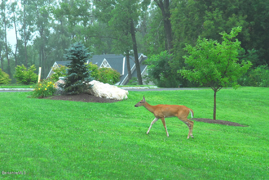 7 Hoxie Brook Road Adams, MA 01220 - Photo 5 of 40 Wildlife