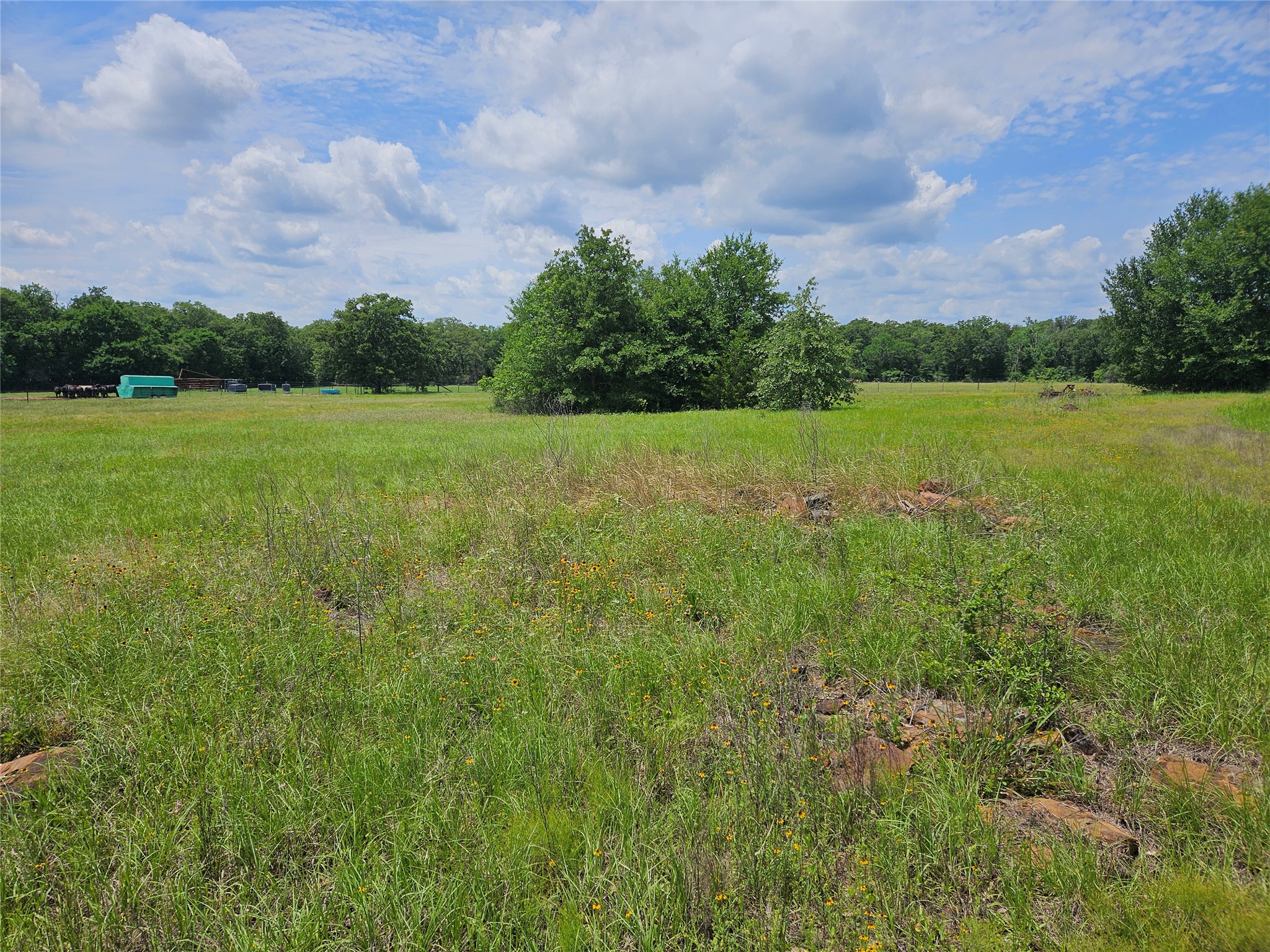 346 Rd Milano Tx 76556 Road Milano, TX 76556 - Photo 3 of 6 a view of a big yard with a large tree and a table and chairs