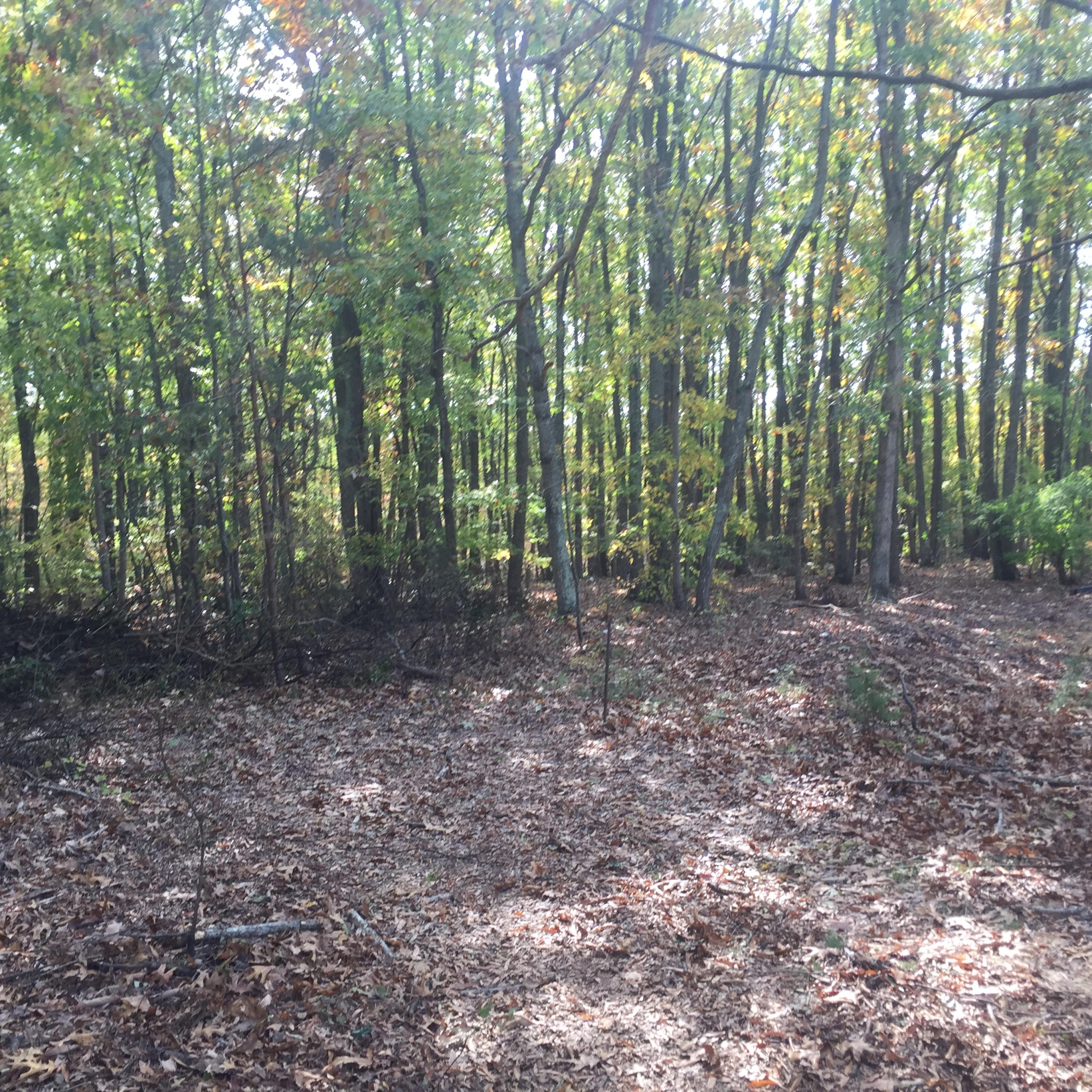 920 Sheva Road Chatham, VA 24531 - Photo 3 of 11 IMG_4291