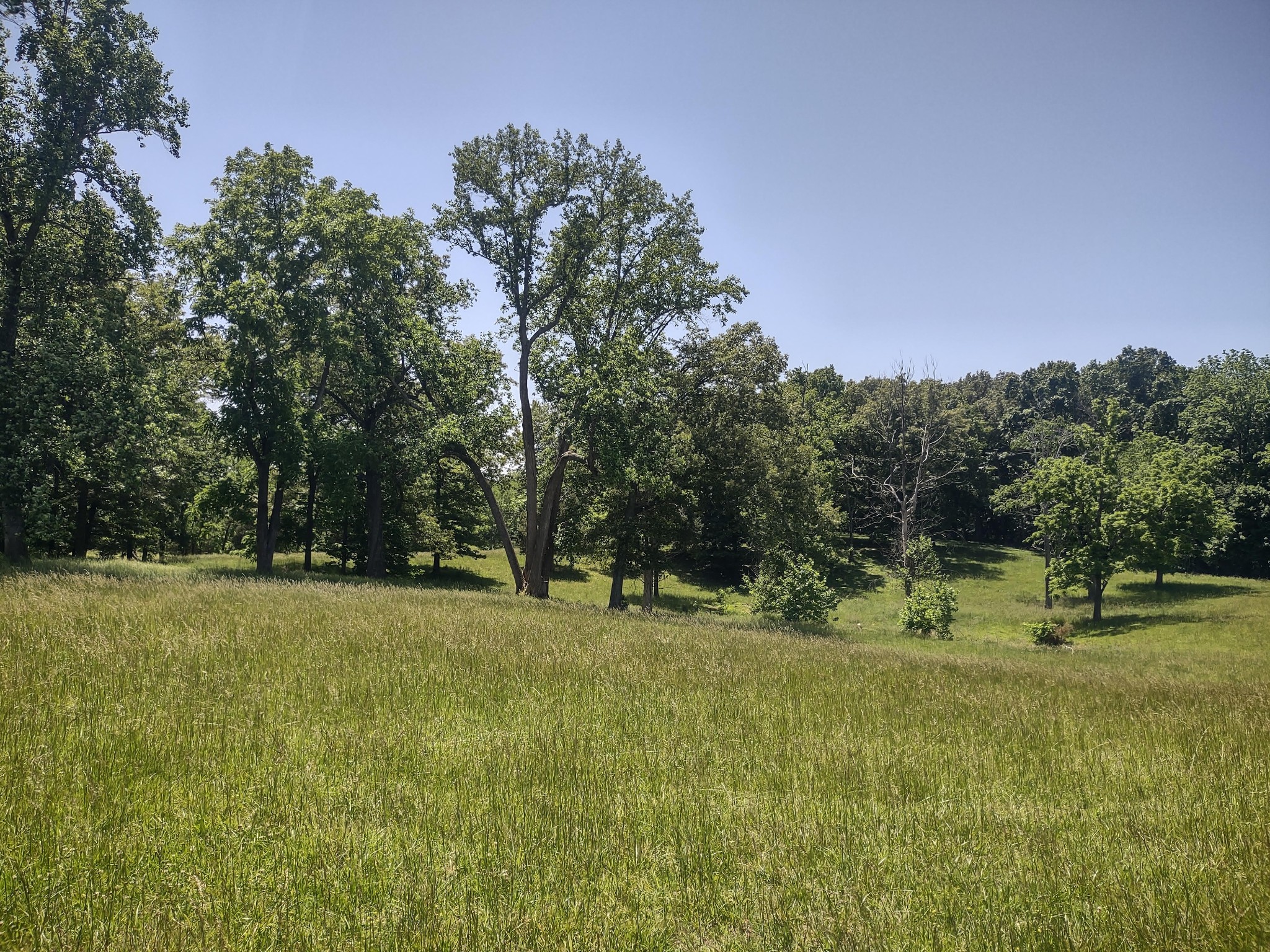 3 Valley Road Springfield, TN 37172 - Photo 7 of 26 a view of outdoor space with trees all around