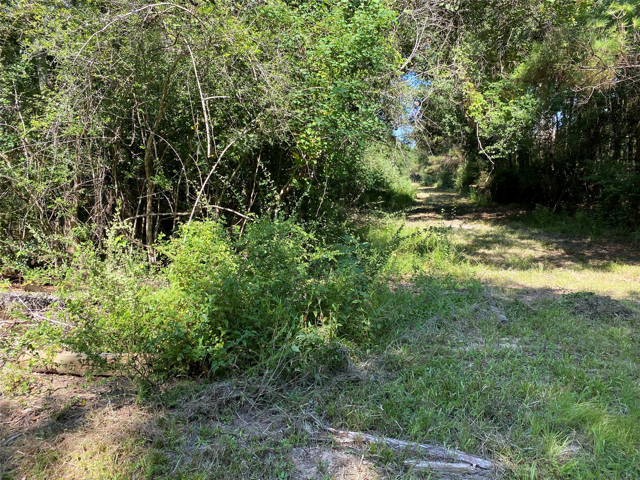 6115 Highway 35 Alvin, TX 77511 - Photo 11 of 49 a view of a yard with plants and large trees