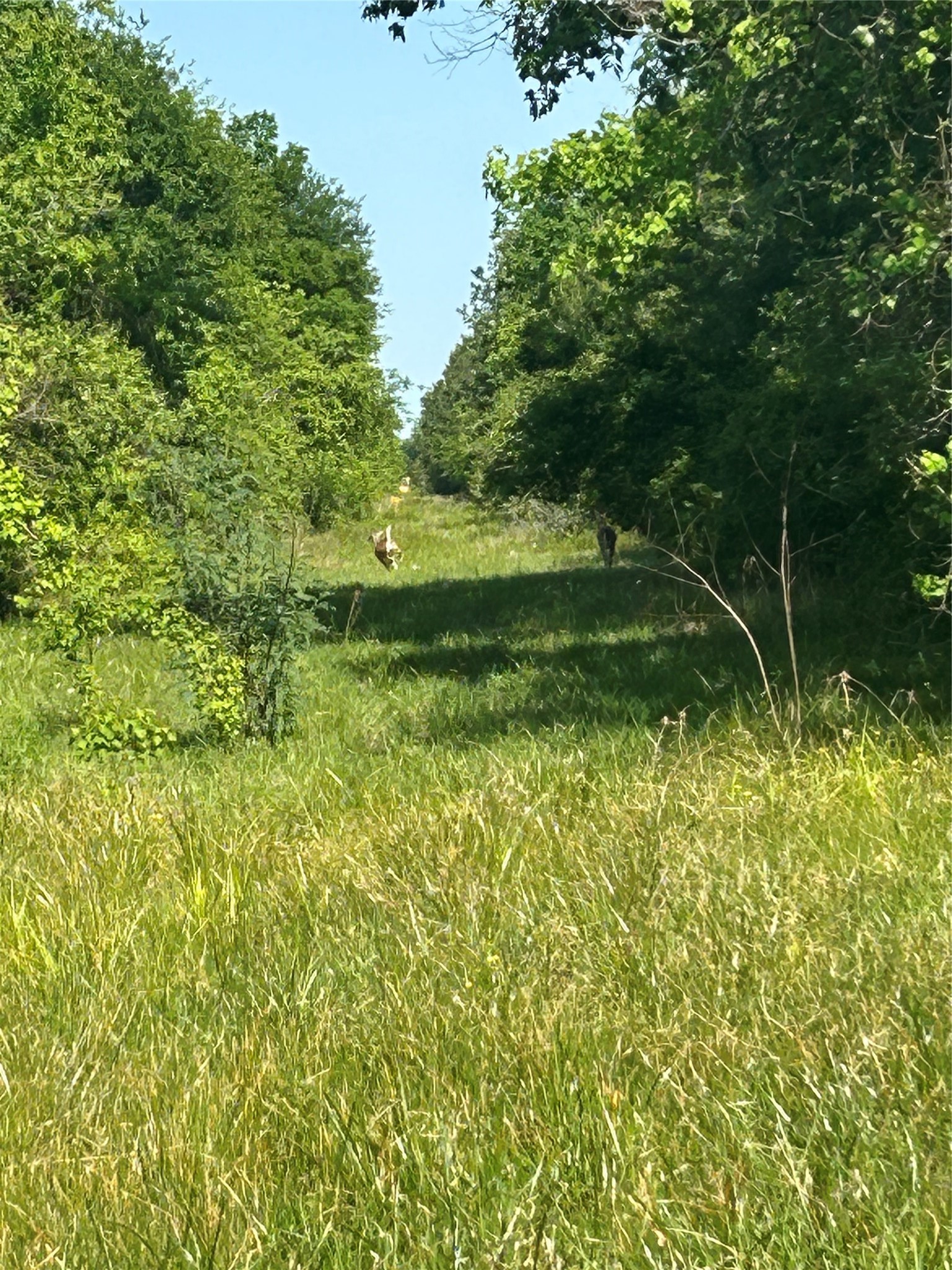 6115 Highway 35 Alvin, TX 77511 - Photo 16 of 49 a view of a garden from a yard