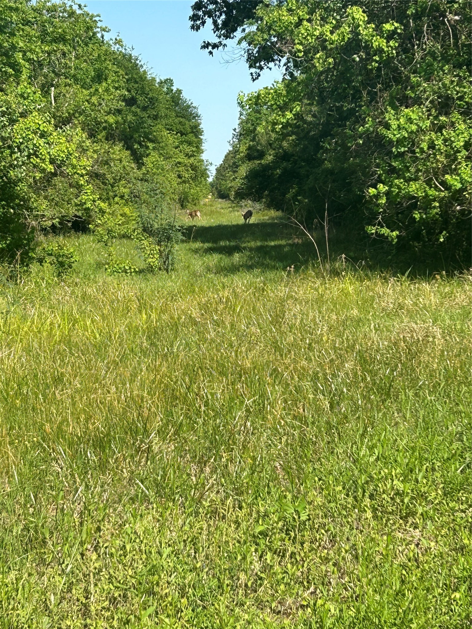 6115 Highway 35 Alvin, TX 77511 - Photo 20 of 49 a view of outdoor space