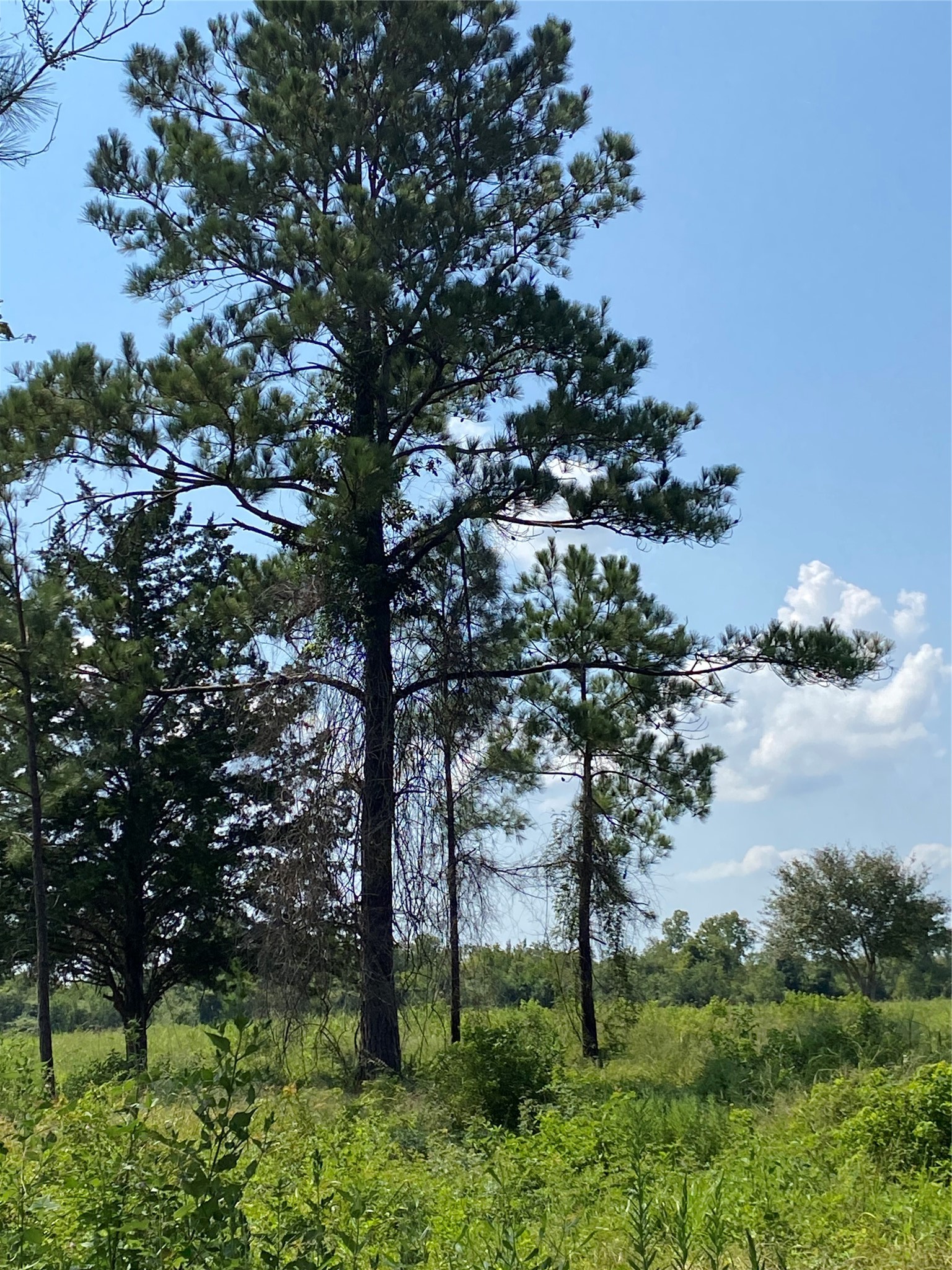 6115 Highway 35 Alvin, TX 77511 - Photo 45 of 49 a view of a garden with a tree