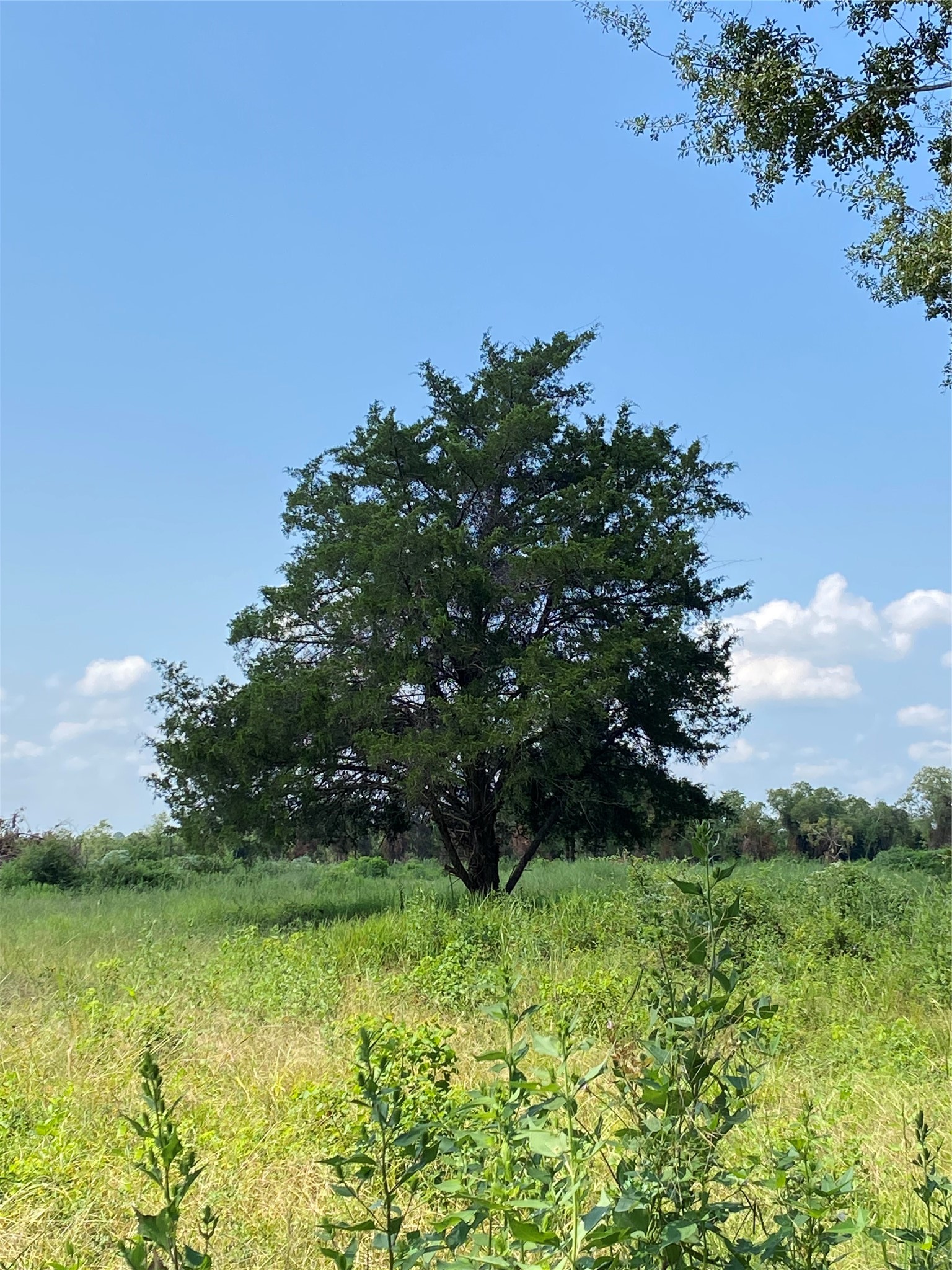 6115 Highway 35 Alvin, TX 77511 - Photo 46 of 49