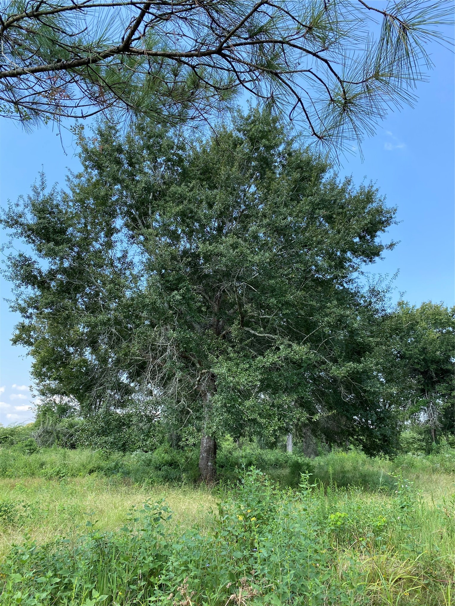 6115 Highway 35 Alvin, TX 77511 - Photo 49 of 49 a view of a yard of a house