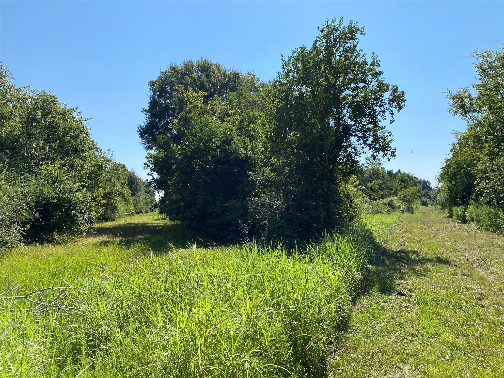 6115 Highway 35 Alvin, TX 77511 - Photo 9 of 49 a view of a garden
