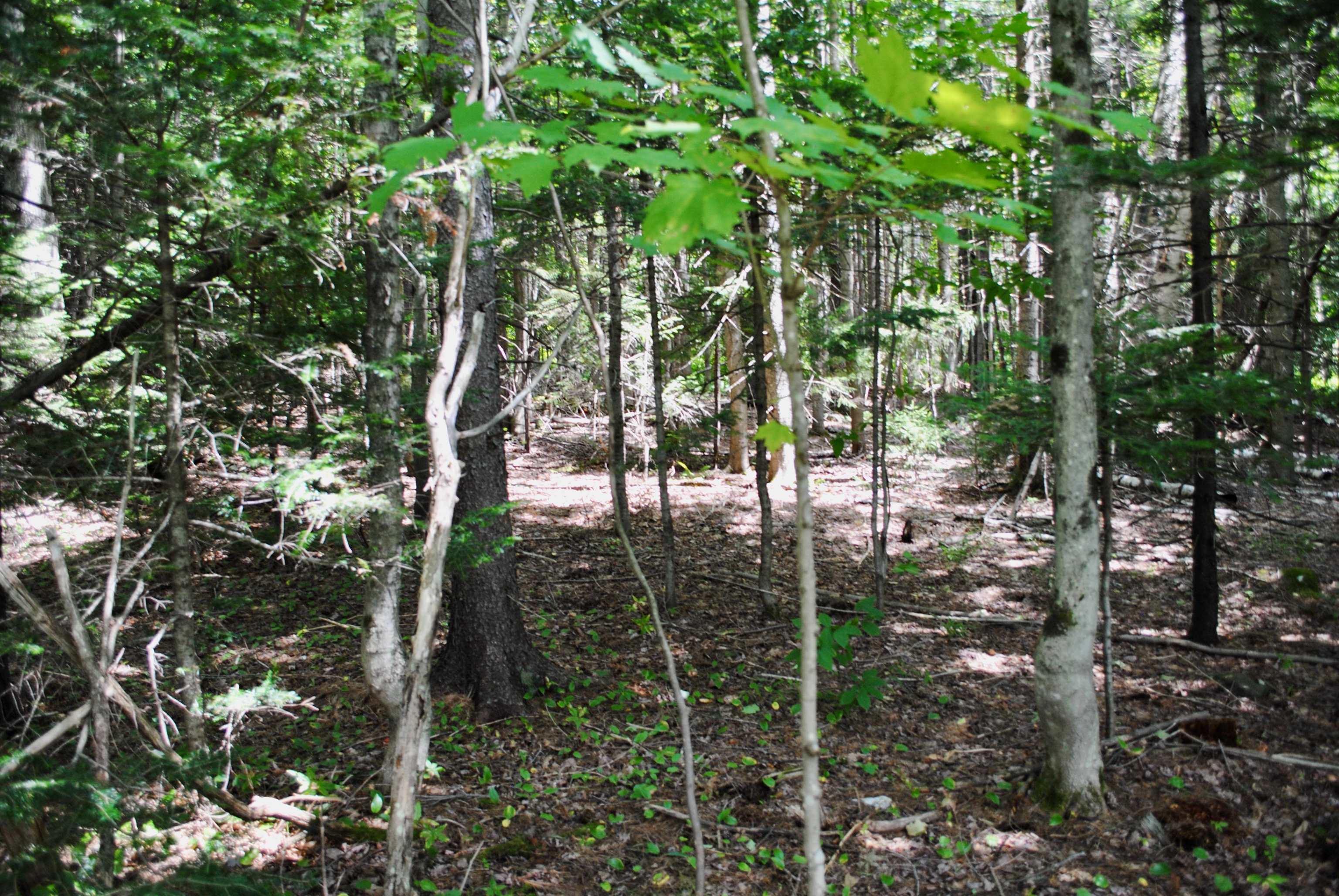 100 Bluebrook Road West Dover, VT 05356 - Photo 4 of 14