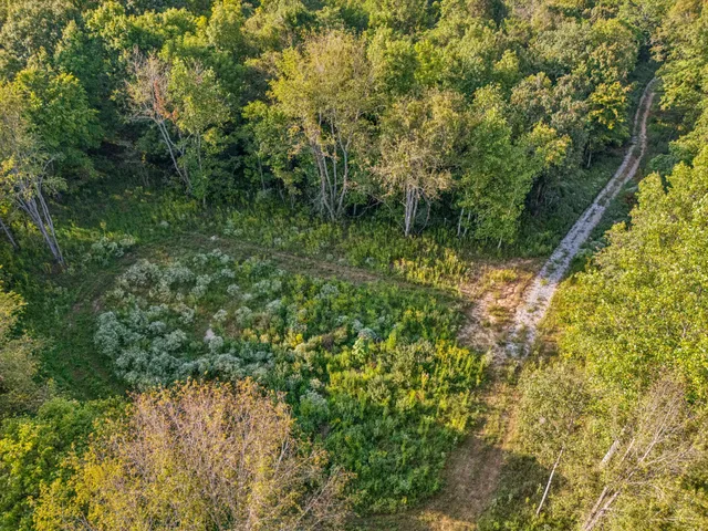a view of a forest with a tree