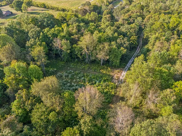 a view of a forest with a tree