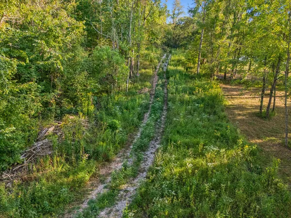 a view of a yard with plants and large trees