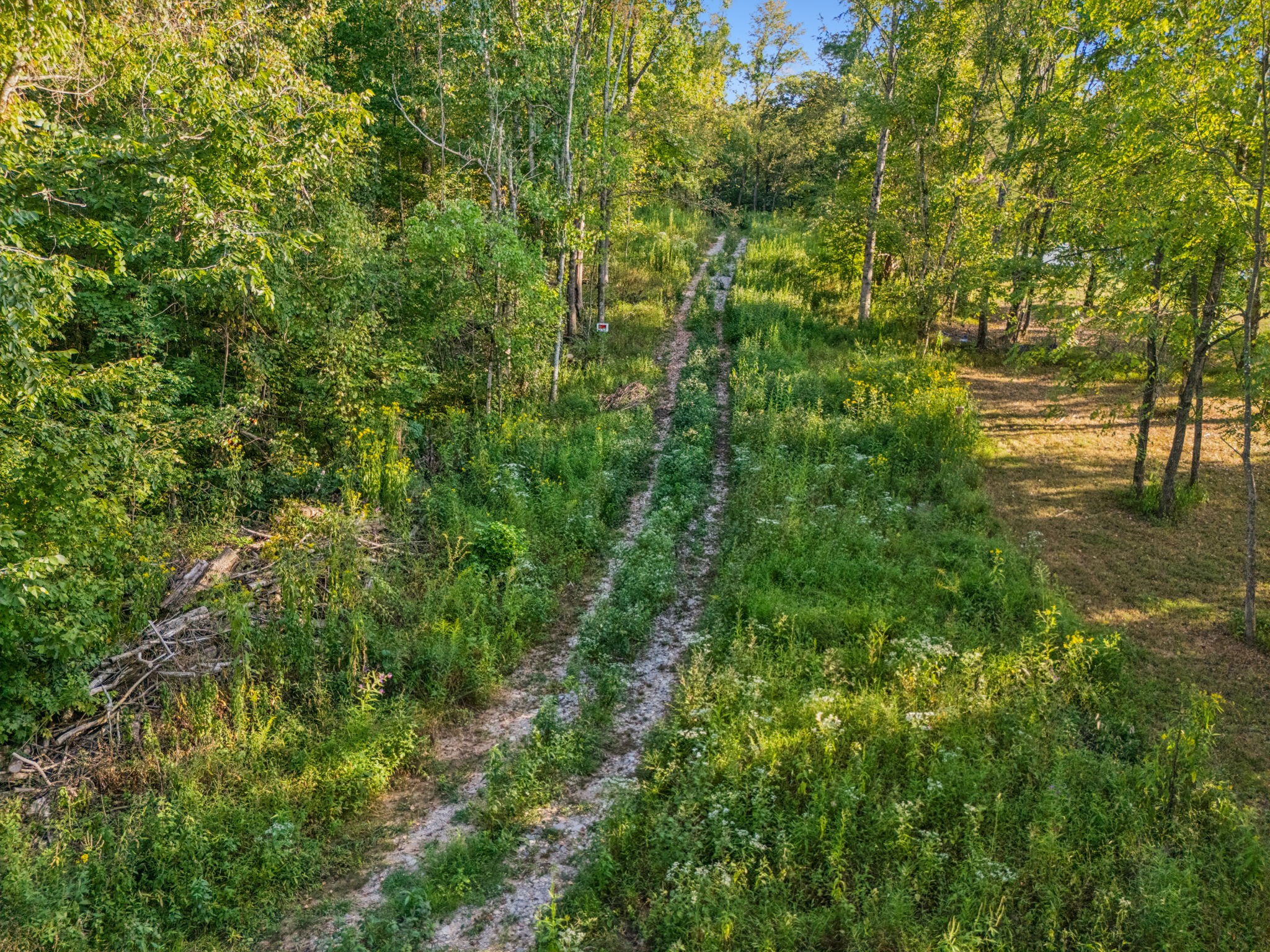 3294 Burr Road Springfield, TN 37172 - Photo 4 of 18 a view of a yard with plants and large trees