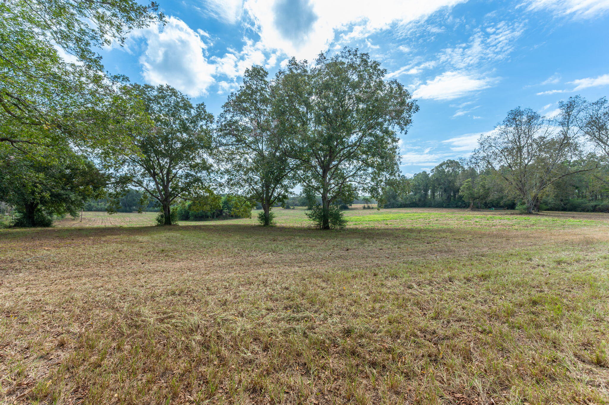 3-acre -e Prescott Road Florala, AL 36442 - Photo 10 of 38 65-web-or-mls-1950-prescott-rd