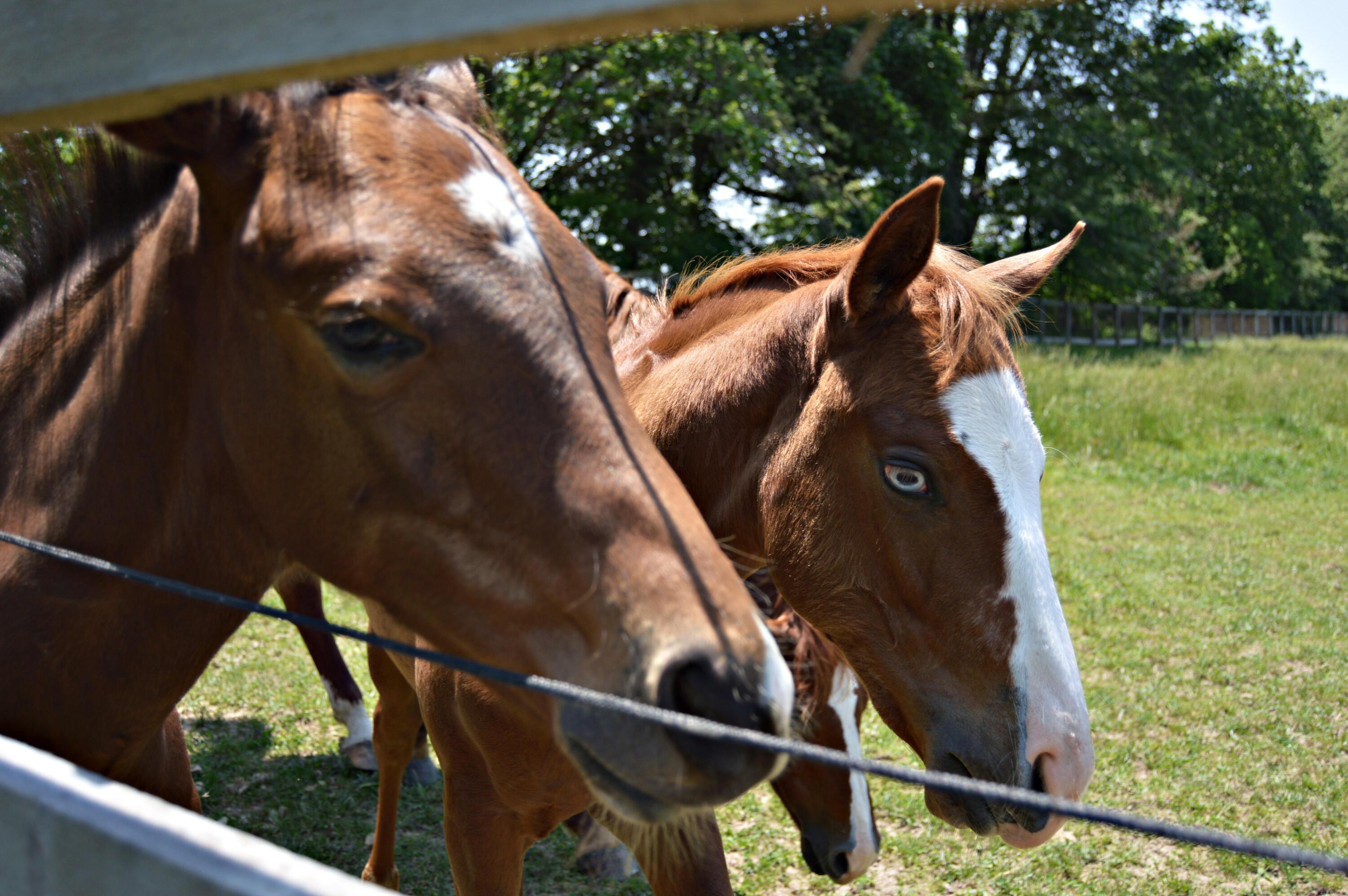 10156 Marysville Road Ostrander, OH 43061 - Photo 101 of 140 Horses 7