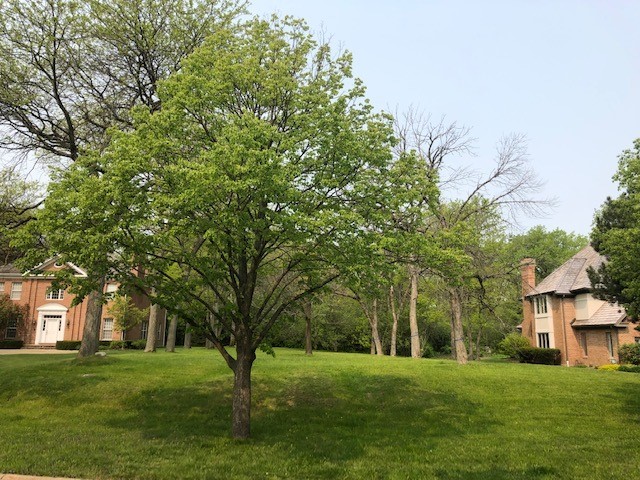 a big yard with large trees