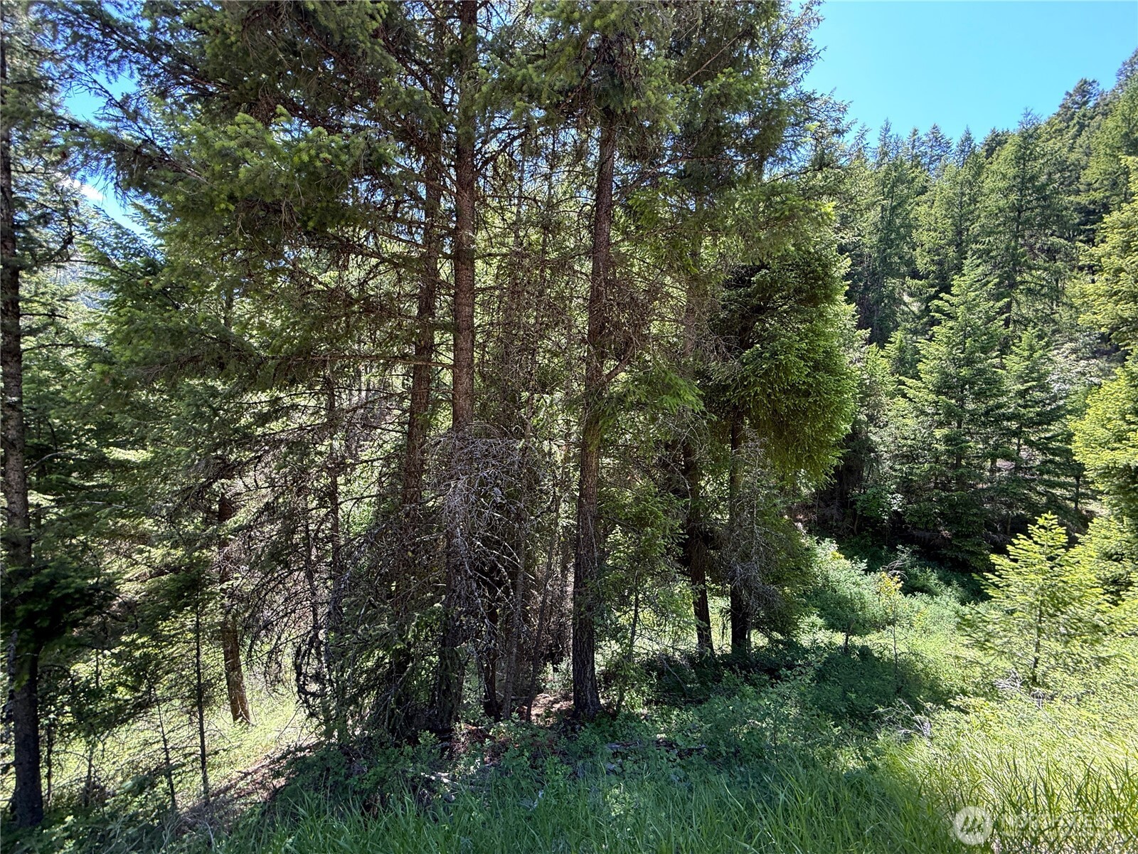 -tbd Toroda Creek Road Wauconda, WA 98859 - Photo 3 of 23 a view of a lush green forest