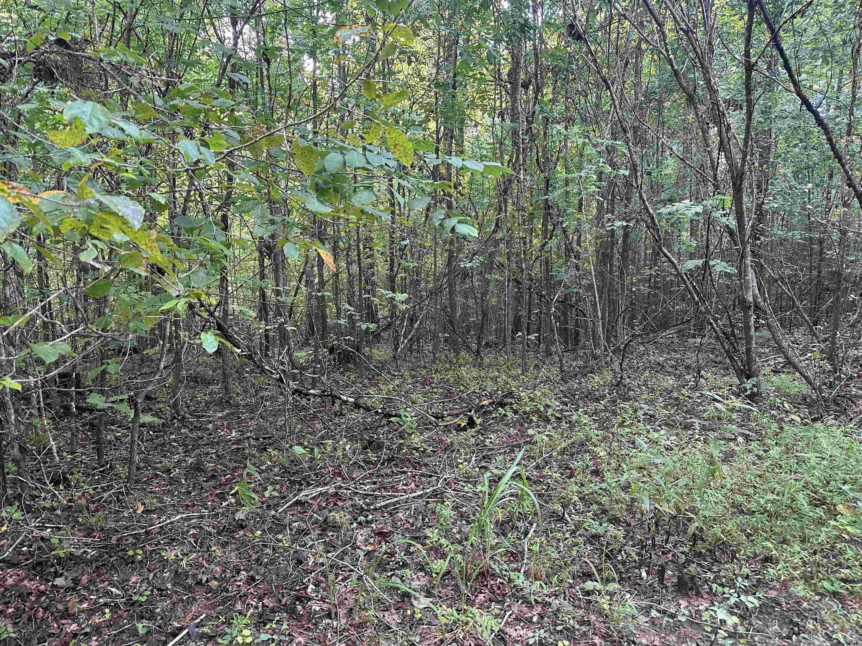 0 Weaver Thomas Road Henderson, TN 38340 - Photo 2 of 25 a view of a forest