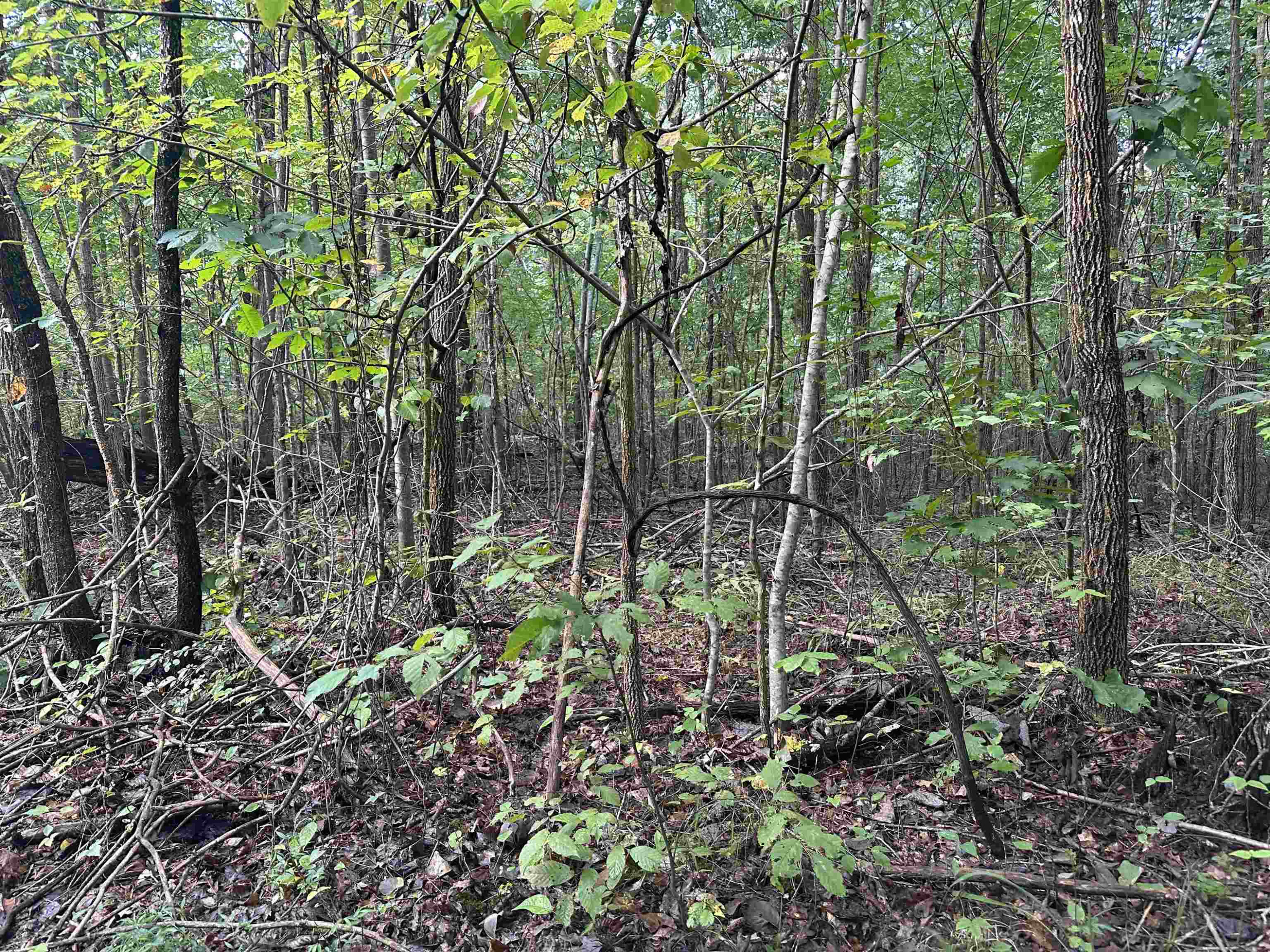 0 Weaver Thomas Road Henderson, TN 38340 - Photo 3 of 25 a view of a forest with lots of trees