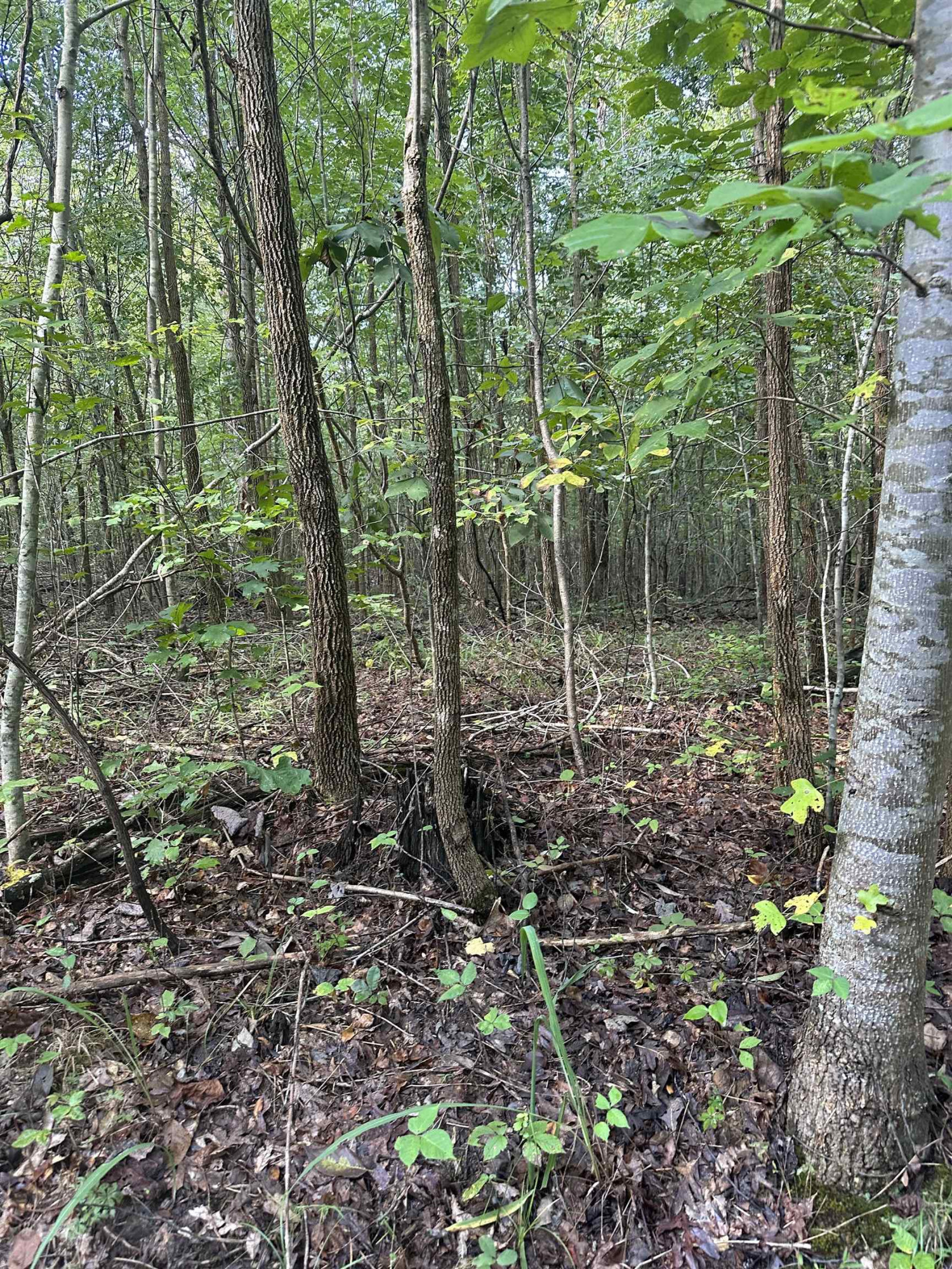 0 Weaver Thomas Road Henderson, TN 38340 - Photo 4 of 25 a view of a forest with trees