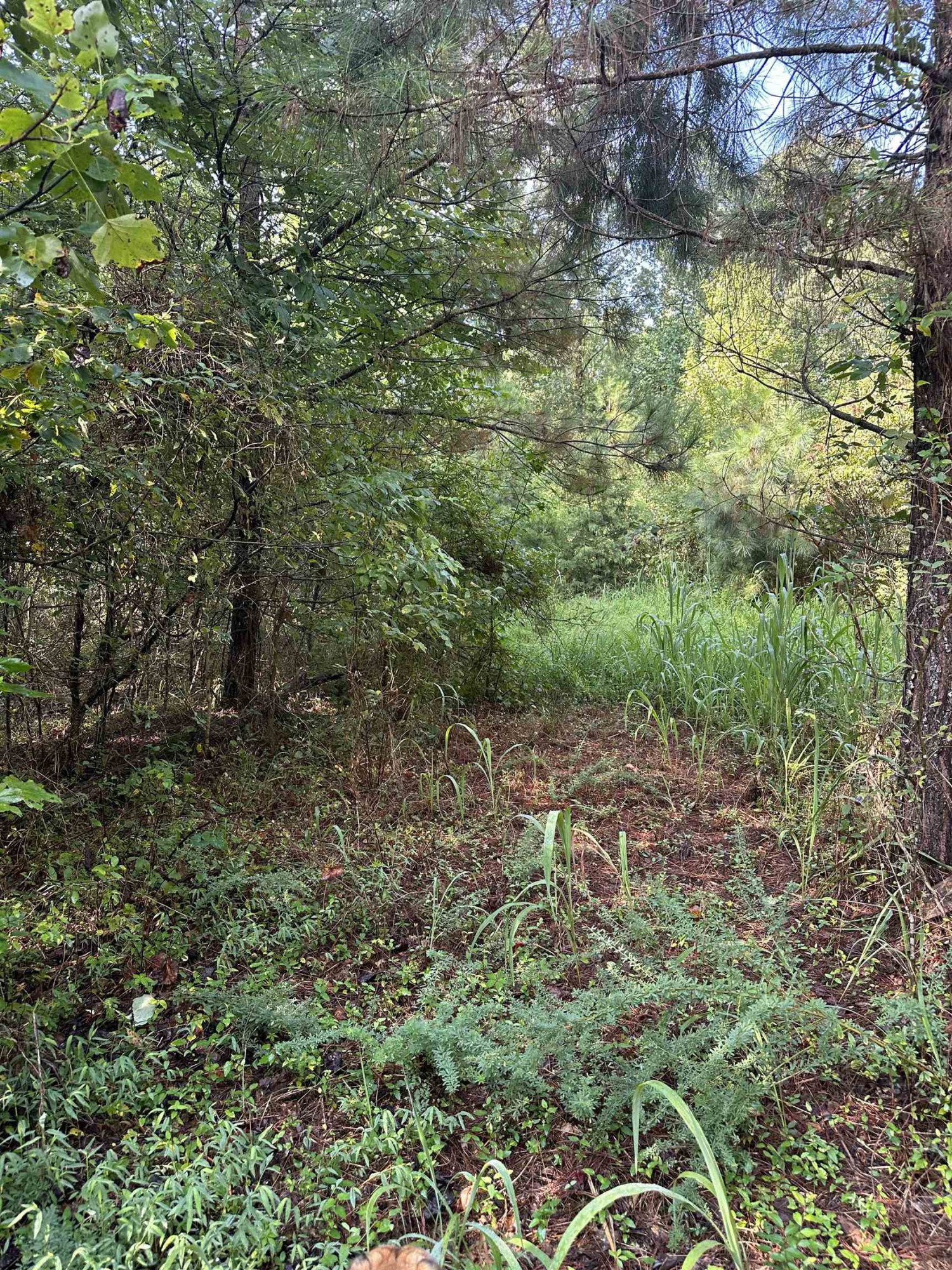0 Weaver Thomas Road Henderson, TN 38340 - Photo 5 of 25 a view of a yard with large trees
