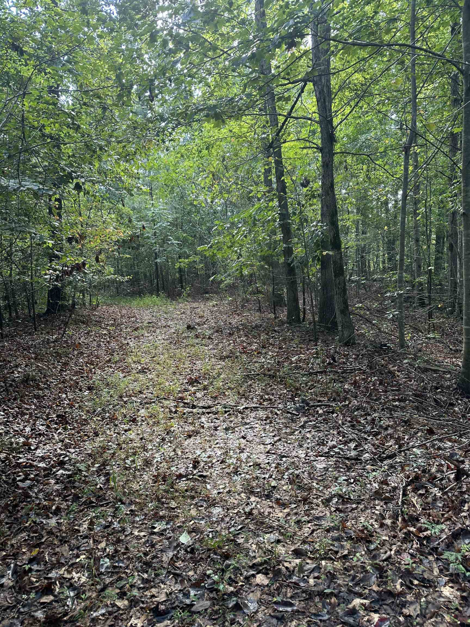 0 Weaver Thomas Road Henderson, TN 38340 - Photo 7 of 25 a view of a forest with trees