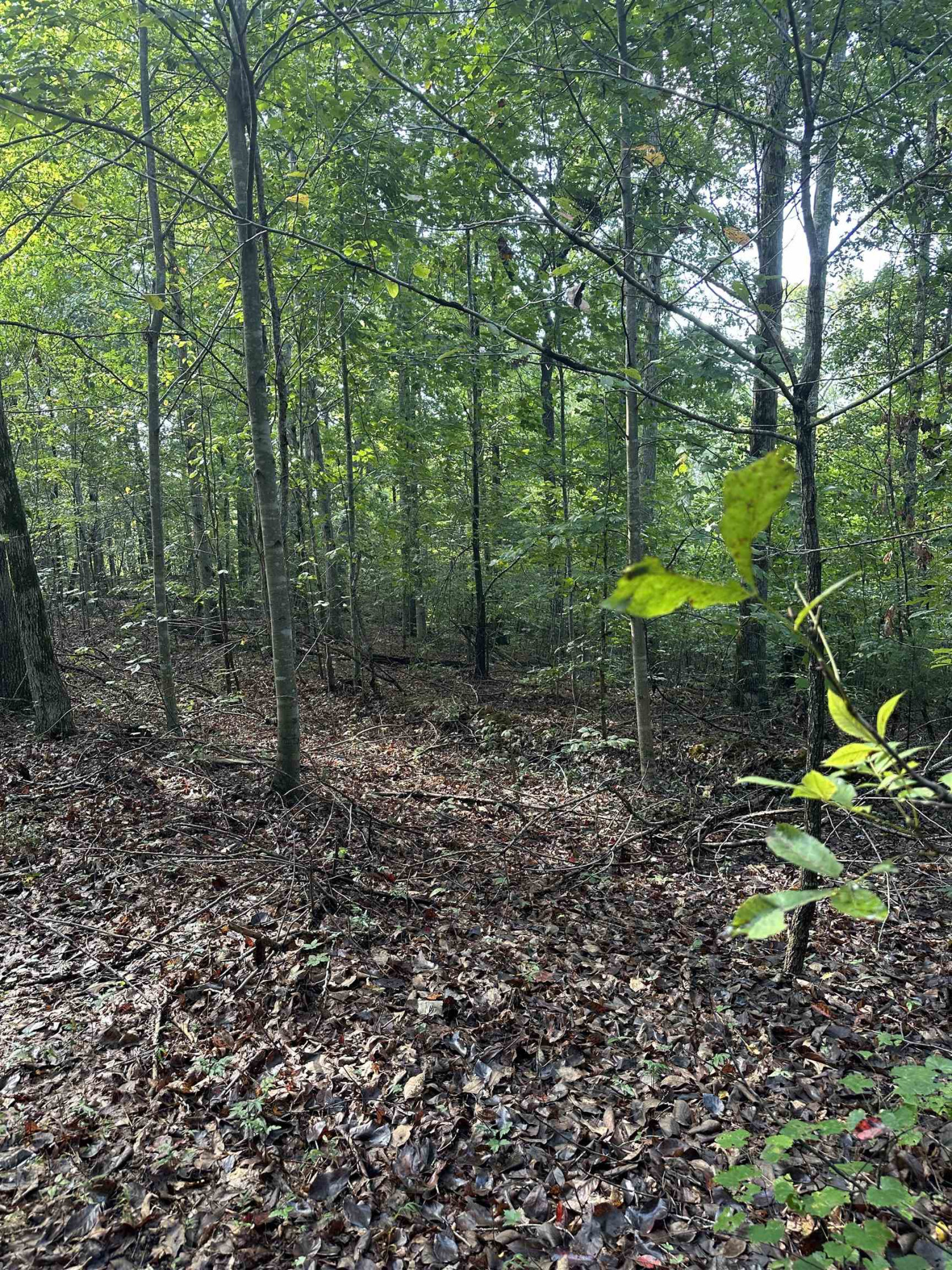 0 Weaver Thomas Road Henderson, TN 38340 - Photo 8 of 25 a backyard of a house with lots of green space