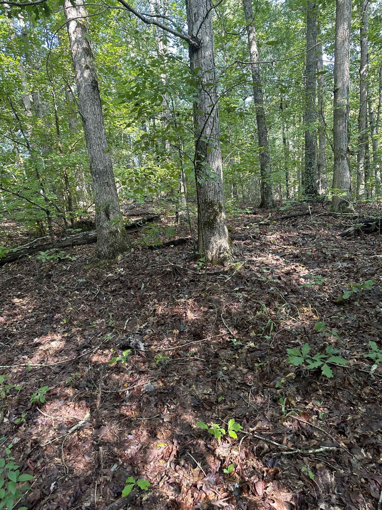 0 Weaver Thomas Road Henderson, TN 38340 - Photo 10 of 25 a view of a forest with trees