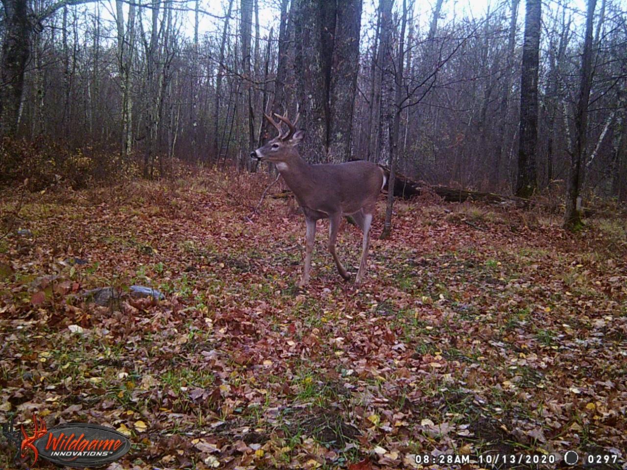 6981 Browns Road Winter, WI 54896 - Photo 27 of 31 Gallery Image 27