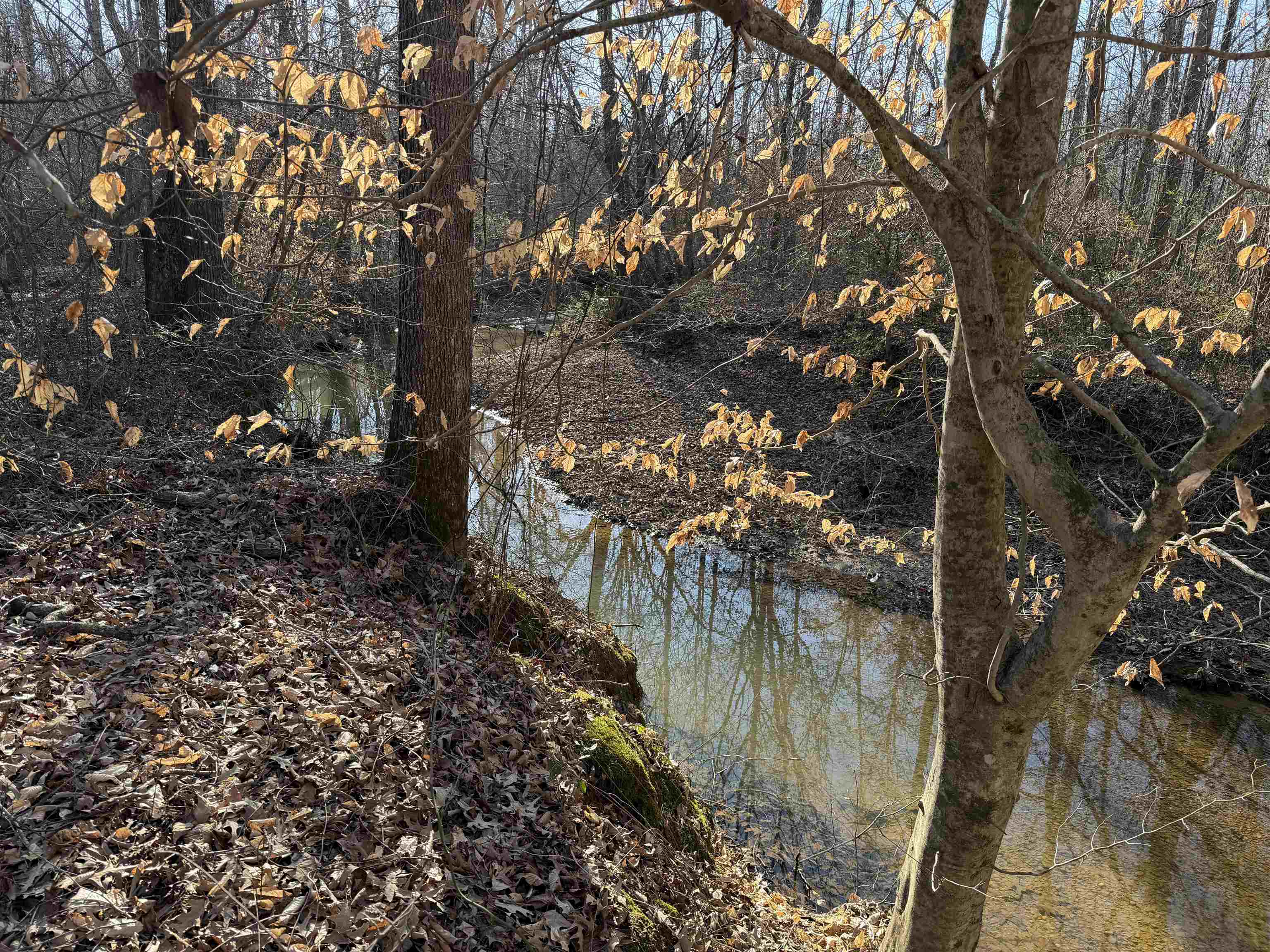 1 Small Road Morris Chapel, TN 38361 - Photo 17 of 24 a view of lake from a tree