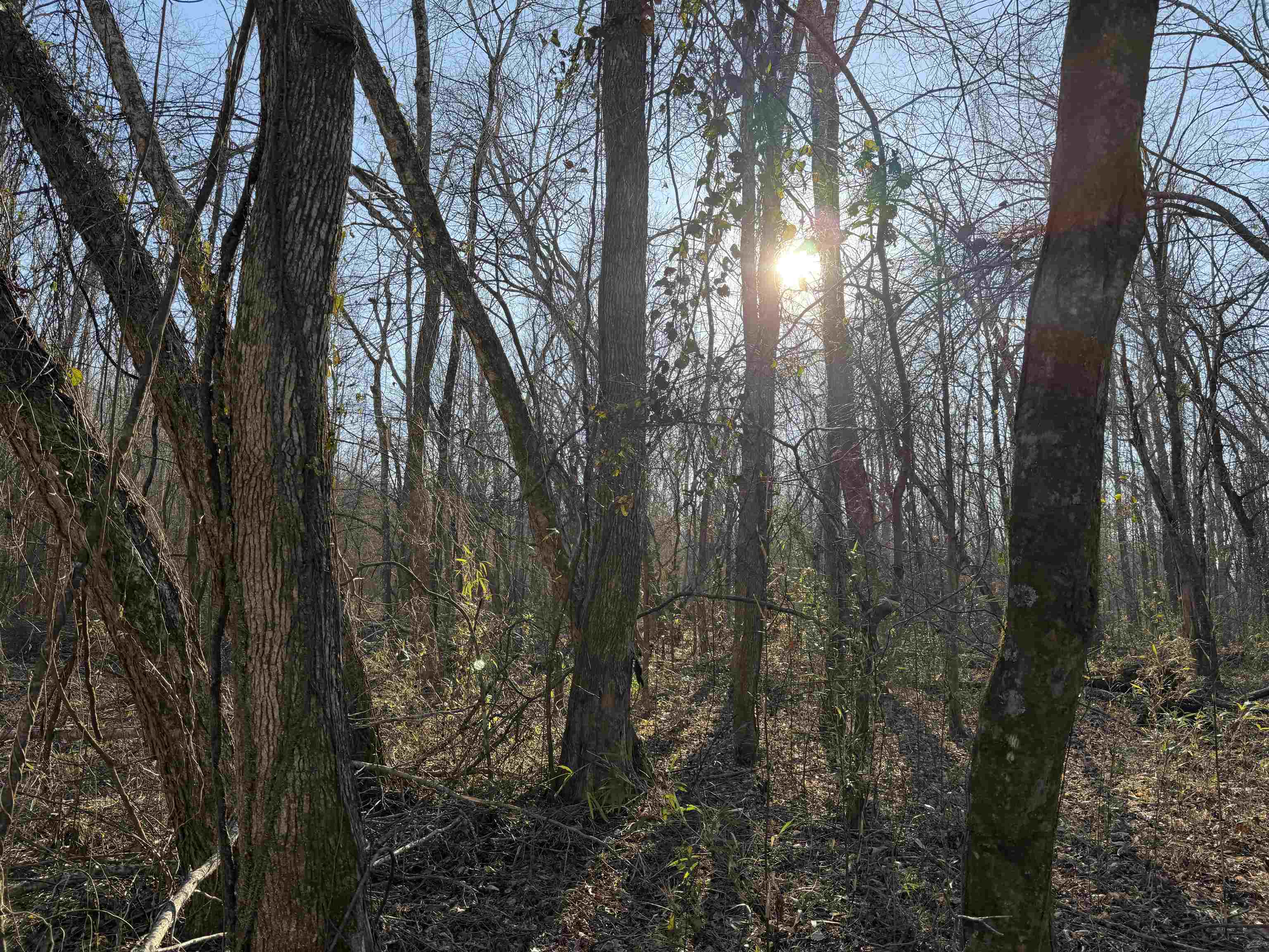 1 Small Road Morris Chapel, TN 38361 - Photo 19 of 24 a view of forest