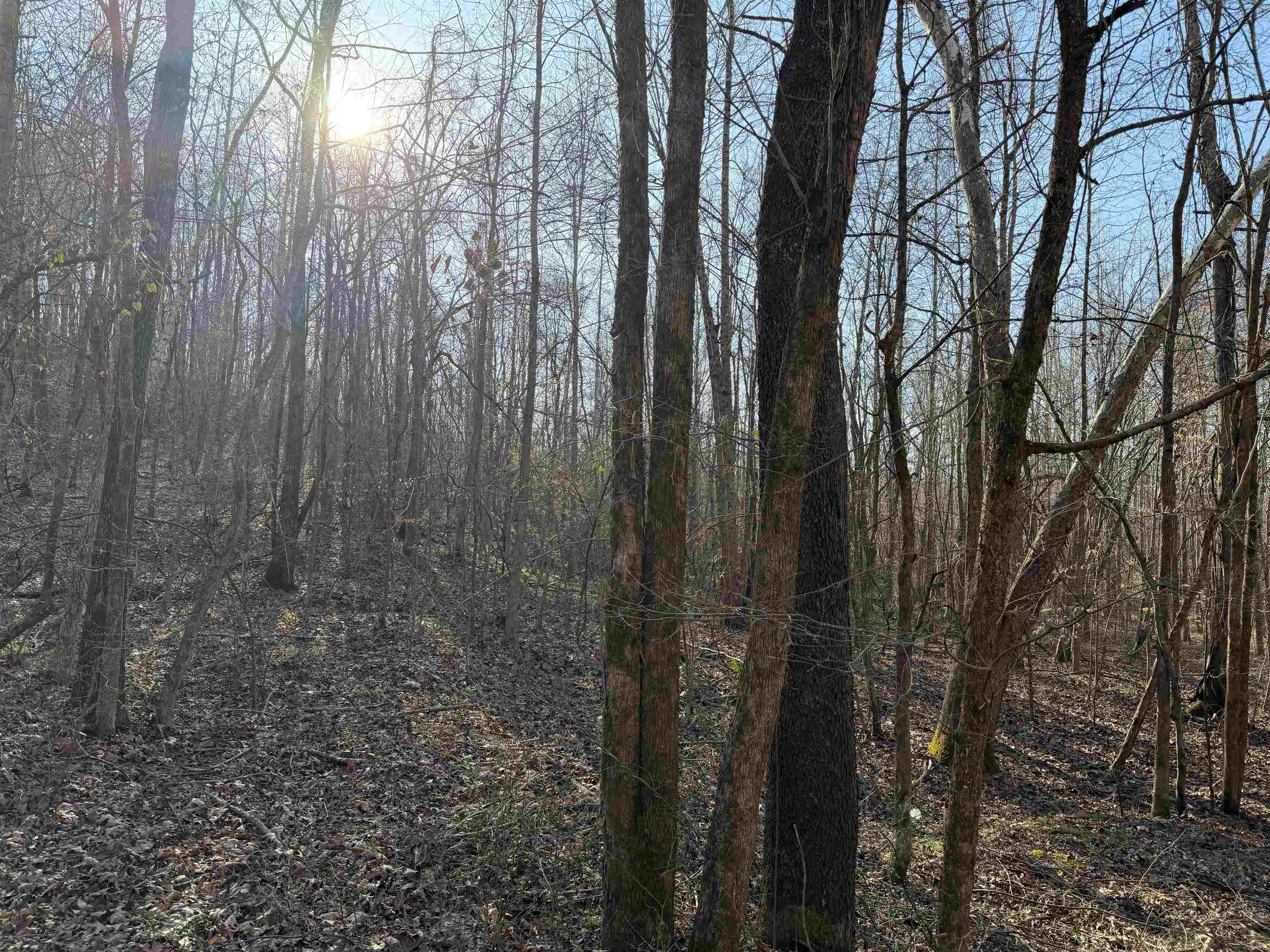 1 Small Road Morris Chapel, TN 38361 - Photo 5 of 24 a view of a forest