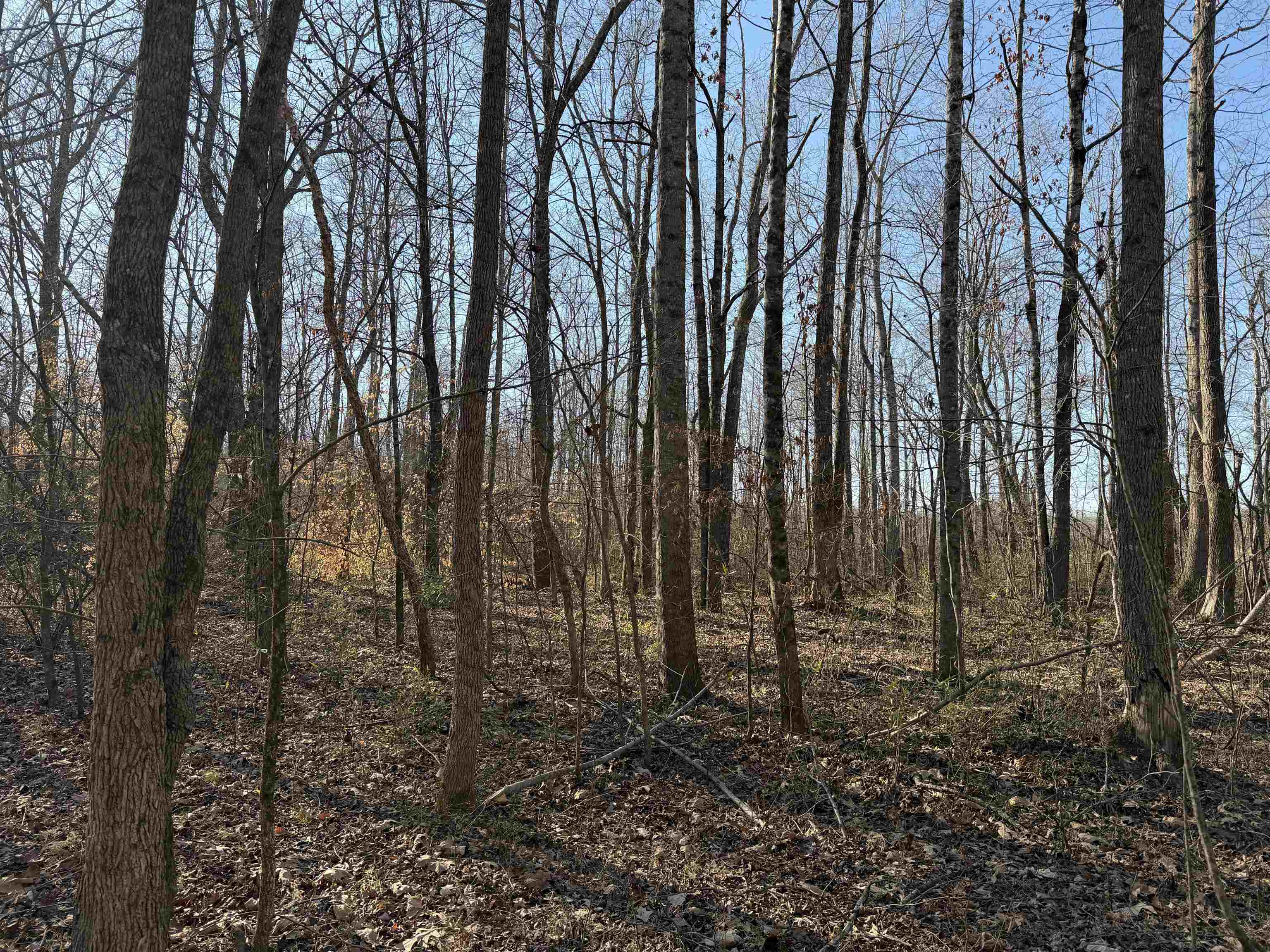 1 Small Road Morris Chapel, TN 38361 - Photo 7 of 24 a view of outdoor space with lots of trees