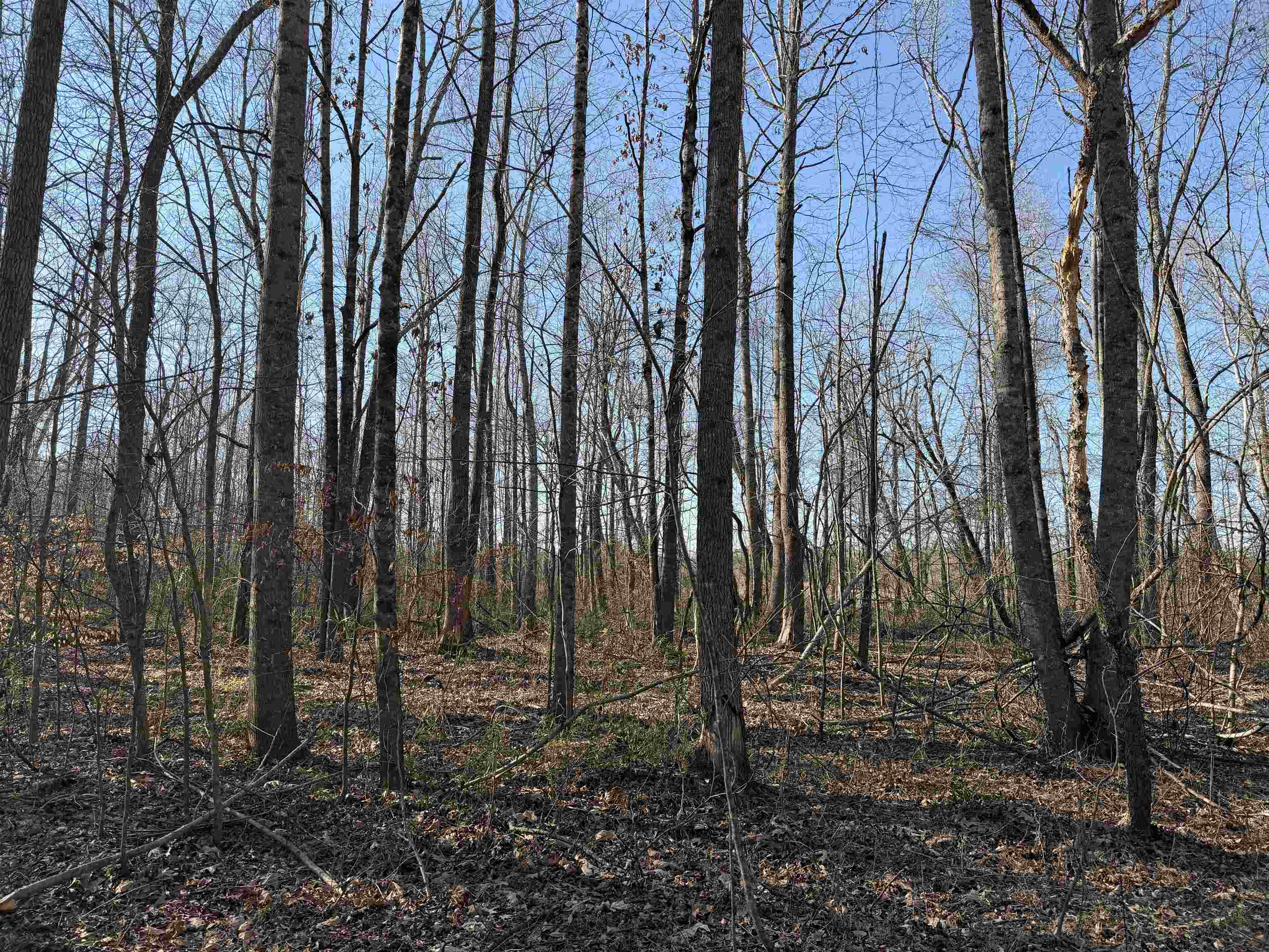 1 Small Road Morris Chapel, TN 38361 - Photo 8 of 24 a view of outdoor space with lots of trees