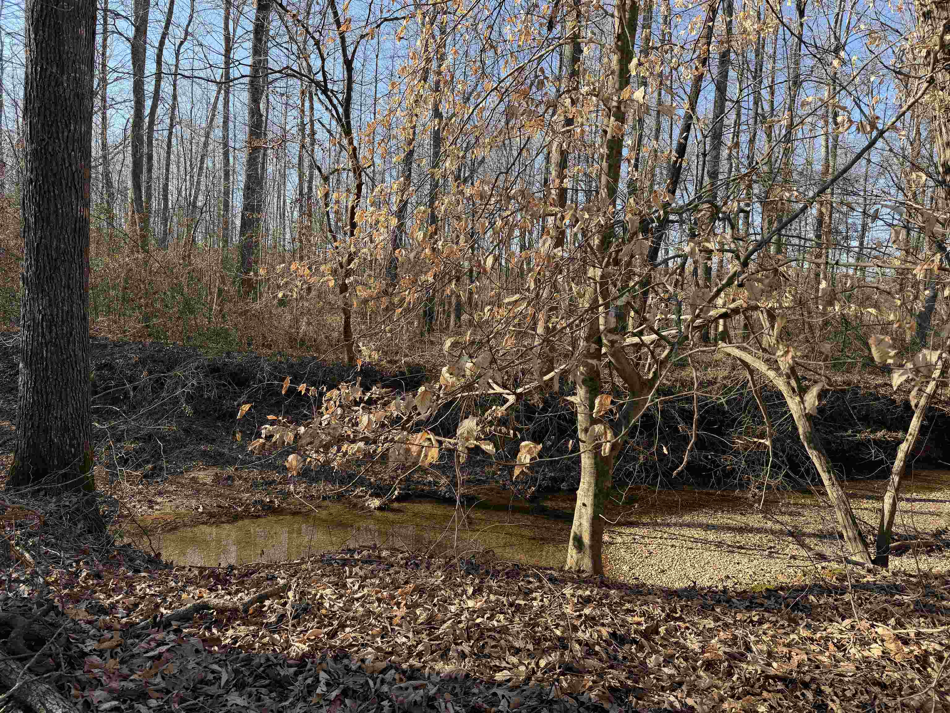 1 Small Road Morris Chapel, TN 38361 - Photo 10 of 24 a view of a yard with trees