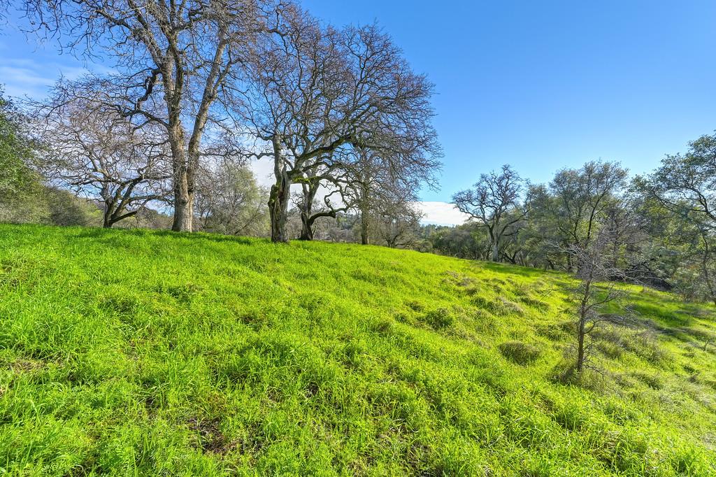 3900 Cold Stream Road Auburn, CA 95602 - Photo 34 of 58 a view of a yard with a large trees