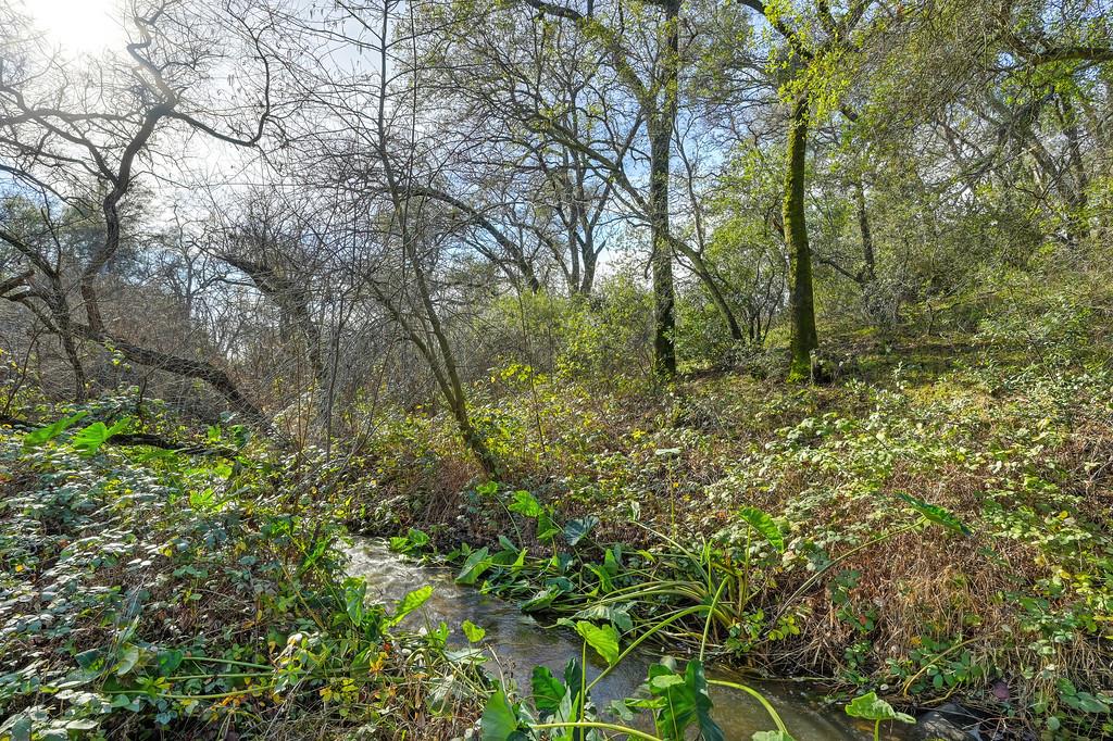 3900 Cold Stream Road Auburn, CA 95602 - Photo 40 of 58 a view of a forest with lots of trees