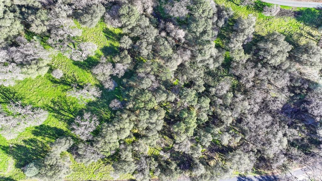 3900 Cold Stream Road Auburn, CA 95602 - Photo 53 of 58 a view of a tree