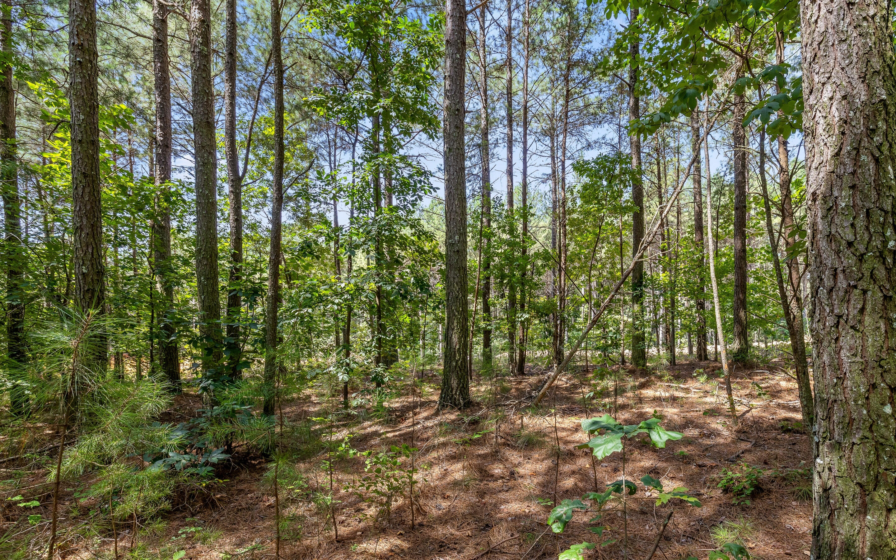 Lot 2225 High Ground Road Guild, TN 37340 - Photo 4 of 28 Lot 2225 High Ground Road